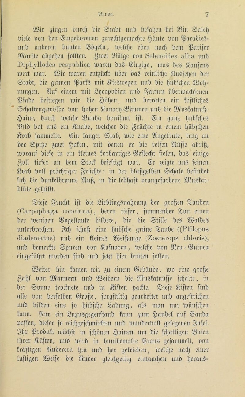 SBir gingen bitvcf; bie «Stabt liub befatjeu bei 23iu Sa(et) niete nun beit (Siitgeboreneit gured)tgemad)te §äute non s}3arabie»= unb anbereit bunten SBögetn, metdje eben itacf) beut Tarifen äftarfte abgetjeit fottten. ^tnet 23ötge non Seleucides alba unb Diphyllodes respublica tnaren ba§ (Singige, ma§ be§ ®aufeti§ inert mar. SBir umreit entgiidt über ba§ reiittidjc |tu§fef)eit ber Stabt, bie grünen Sßarf§ mit ®ie§megen ttitb bie tjiibfdjcu 2Bot;= nungeit. Stuf einem mit ßpcopobieit unb tarnen übermadjfetten s45fabe beftiegen mir bie tpötjeu, unb betraten ein füfttidjeS Sdjattengembtbe non tjotjen $auartp23cutmcit unb bie ÜDhtStatnufp tpaine, bitrd) metd)e Söanba berühmt i[t. (Siit gang f)itbfdje§ 23itb bot un» ein Änabe, metdjer bie grüdjte in einem tptbfdjcit Äorb fammette. (Sitt tanger Stab, mie eine Stngetrute, trug au ber Spiüe gmei tpafeu, mit beiten er bie reifen üftitffe abrifj, morattf biefe in ein fteiltet forbartige» ©eftedjt fieten, ba§ einige Bott tiefer an beut Stod befeftigt mar. (Sr geigte itit§ feinen Storb nott prächtiger griidjte: in ber btaffgetbeu Sdjate befiitbct fid) bie bunfelbrattne üftujj, in bie tebfjaft orangefarbene SDhtgfat* btitte getjüttt. SDiefe grudjt ift bie SiebtingSitatjruug ber großen Xattben (Carpopliaga concinna), bereit tiefer, fitmiitcnber Xoit einen ber menigett SSogettaute bitbete, bie bie Stitte be§ 2Satbc§ unterbrachen. 8d) fdjofj eine fjübfdje grüne Xattbe ((Ptilopns diadematus) unb ein fteineS äöeijgaitge (Zosterops chloris), unb bemertte Spuren non ^afuareit, loetdje non 9tctt - (Guinea eingeführt morben fittb unb jetyt hier brüten fotteit. SBeitcr t)in bauten mir git einem ©ebäube, mo eine grofte Batjt non Scannern unb SiEBeibern bie SftuSfatniiffe fdjättc, in ber Sonne trodnete unb in Giften padte. SDiefe Giften finb alte non berfetben ©röfjc, forgfättig gearbeitet unb augeftridjeit unb bitben eine fo tjübfdje Sabttng, ab» mau nur mitttfdjen faitit. 9htr ein SujitSgegenftaub fault gunt Raubet auf SBaitba paffen, biefer fo rcidjgcfdjmüdtcit unb muubernott getegenen Sufet. 3t)r Sßrobutt luädjft in fdjöiteit tpaiiteu um bie fdjattigeit S3aieit itjrer lüften, unb mirb iit buutbematte SßrauS gefammett, non fräftigen Siitbcrcru t)in unb per getrieben, meldje nad) einer tuftigen Steife bie tRuber gteidjgeitig eintaudjen unb heraus*