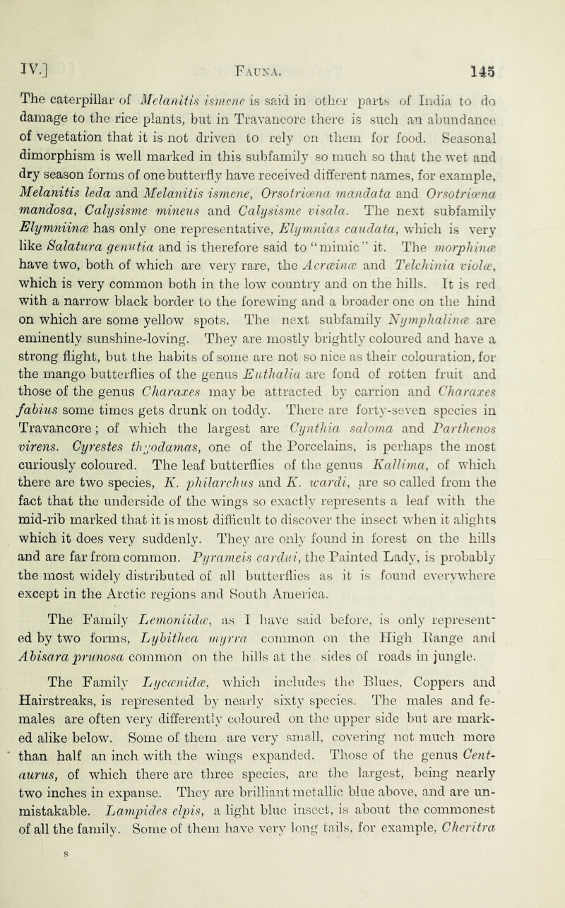 The caterpillar of Melanltis ismenc is said in other parts of India to do damage to the rice plants, but in Travancore there is such an abundance of vegetation that it is not driven to rely on them for food. Seasonal dimorphism is well marked in this subfamily so much so that the wet and dry season forms of one butterfly have received different names, for example, Melanitis leda and Melanitis isviene, Orsotricena mandata and Orsotrioena mandosa, Calysisme mineus and Calijsisme visala. The next subfamily ElymniincB has only one representative, Elymnias ccaidata, which is very like Salatura genutia and is therefore said to “mimic” it. The morphincv. have two, both of which are very rare, the Acrceince and Telchinia violce, which is very common both in the low country and on the hills. It is red with a narrow black border to the fore wing and a broader one on the hind on which are some yellow spots. The next subfamily Nymphaliiue are eminently sunshine-loving. They are mostly brightly coloured and have a strong flight, but the habits of some are not so nice as their colouration, for the mango butterflies of the genus EutJiaUa are fond of rotten fruit and those of the genus Charaxes may be attracted by carrion and CJio.raxes fabius some times gets drunk on toddy. There are forty-seven species in Travancore; of which the largest are Cynthia saJoma and Parthenos virens. Gyrestes thyodaynas, one of the Porcelains, is perhaps the most curiously coloured. The leaf butterflies of the genus KaUima, of which there are two species, K. philarchns and K. icardi, are so called from the fact that the underside of the wings so exactly represents a leaf v.dth the mid-rib marked that it is most difficult to discover the insect when it alights which it does very suddenly. They are onl\' found in forest on the hills and are far from common. Pyrameis cardui, tlie Painted Lady, is probably the most widely distributed of all butterflies as it is found everyvdiere except in the Arctic regions and South America. The Family Lemoniidcc, as I have said before, is only represent ed by two forms, Lybithea myrra common on the High Eange and Abisarapnmosa common on the hills at the sides of roads in jungle. The Family Lyccenidye, which includes the Blues, Coppers and Hairstreaks, is represented by nearly sixty species. Tire males and fe- males are often very differently coloured on the upper side but are mark- ed alike below. Some of them are very small, covering not much more than half an inch with the wings expanded. Those of the genus Cent- aiirtis, of which there are three species, are the largest, being nearl}^ two inches in expanse. They are brilliant metallic blue above, and are un- mistakable. Lampides elpis, a light blue insect, is about tlie commonest of all the family. Some of them have very long tails, for example, Cher lira