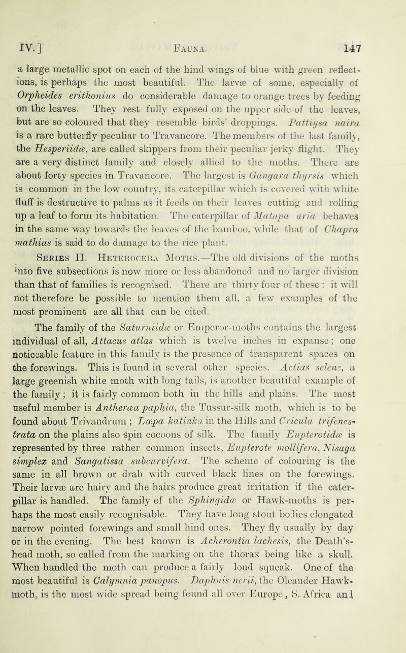 a large metallic spot on each of the hind wings of blue wuth green reflect- ions, is perhaps the most beautiful. The larvse of some, especially of Orpheides erithonius do considerable damage to orange trees by feeding on the leaves. They rest fully exposed on the upper side of the leaves, but are so coloured that they resemble birds’ droppings. Pattiysa naira is a rare butterfly peculiar to Travancore. The members of the last family, the Hesperiidce, are called skippers from their peculiar jerky flight. They are a very distinct family and closely allied to the moths. There are about forty species in Travancore. The largest is Gangara tligrsis which is common in the low’ country, its caterpillar which is covered with white fluff is destructive to palms as it feeds on their leaves cutting and rolling up a leaf to form its habitation. The caterpillar of Matapa aria behaves in the same way towards the leaves of the bamboo, while that of CJiapra matliias is said to do damage to the rice plant. Seeies II. Heteeoceea Moths.—The old divisions of the moths ^nto five subsections is now more or less abandoned and no larger division than that of families is recognised. There arc thirty font of these : it will not therefore be possible to mention them ah, a few examples of the most prominent are all that can be cited. The family of the Sodurniidec or Emperoi'-moths contains tlie largest mdiWidiVidX oi qX\, Attacus atlas which is twelve inches in expanse; one noticeable feature in this family is the presence of transparent spaces on the forewings. This is found in several other species. Actias selene, a large greenish white moth with long tails, is another beautiful example of the family ; it is fairly common both in the hills and plains. The most useful member is Antheraapaphia, the Tussur-silk moth, which is to be found about Trivandrum ; Loepa TxatinJea in the Hills and Cricula trifenes'* trata on the plains also Spin cocoons of silk. The family Eupterotidee is represented by three rather common Enpterote niolUfera, Nisaga simplex and Sangatissa subcurvi/era. The scheme of colouring is the same in all brown or drab with curved black lines on the forewungs. Their larvae are hairy and the hairs produce great irritation if the cater- pillar is handled. The family of the Sphmgida or Hawdv-moths is per- haps the most easily recognisable. They have long stout bodies elongated narrow pointed fore wings and small hind ones. They fly usually by day or in the evening. The best known is Acherontia lachesis, the Death’s- head moth, so called from the marking on the thorax being like a skull. When handled the moth can produce a fairly loud squeak. One of the most beautiful is Galymnia pamopus, Dapluiis ?n’rh‘, the Oleander HawF- moth, is the most wide spread being found all ovei’ Europe, S. Africa an.l