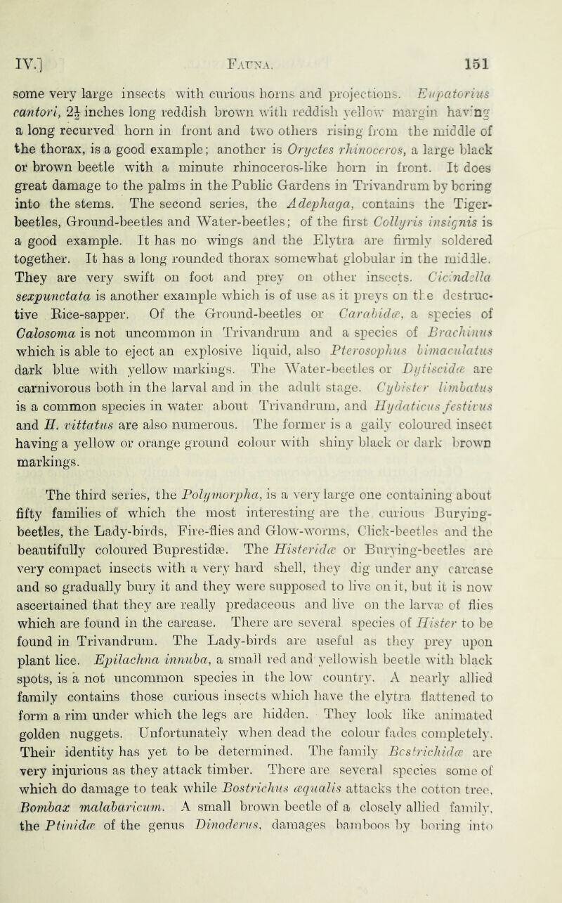 some very large insects with curious horns and projections. EupatoriuB cantor I, 2 J inches long reddish brown with reddish yellow margin hav:’ng a long recurved horn in front and two others rising from the middle of the thorax, is a good example; another is Oryctes rhinoceros, a large black or brown beetle with a minute rhinoceros-like horn in front. It does great damage to the palms in the Public Gardens in Trivandrum by bcring into the stems. The second series, the Adephaga, contains the Tiger- beetles, Ground-beetles and Water-beetles; of the first Collyris insipiis is a good example. It has no wings and the Elytra are firmly soldered together. It has a long rounded thorax somewhat globular in the mid lie. They are very swift on foot and prey on other insects. Cicindella sexpunctata is another example which is of use as it preys on the destruc- tive Eice-sapper. Of the Ground-beetles or Carahidtv, a species of Calosoma is not uncommon in Trivandrum and a species of Brack inns which is able to eject an explosive liquid, also Bterosophus himaculatus dark blue with yellow^ markings. The Water-beetles or Bytisciche are carnivorous both in the larval and in the adult stage. Cyhister Ihnhatus is a common species in Vv^ater about Trivandrum, and Hydaticus festivus and H. vittatus are also numerous. The former is a gaily coloured insect having a yellow or orange ground colour with shiny black or dark brown markings. The third series, the Polymorpha, is a very large one containing about fifty families of which the most interesting are tlie curious Burying- beetles, the Lady-birds, Fire-flies and Glow-worms, Click-beetles and the beautifully coloured Buprestida?. The Histerida’ or Burying-beetles are very compact insects with a very hard shell, tliey dig under any carcase and so gradually bury it and they were supposed to live on it, but it is now ascertained that they are really predaceous and live on the larva^. of Hies which are found in the carcase. There are several species of Hisfcr to be found in Trivandrum. The Lady-birds are useful as they prey upon plant lice. Epilachna innuha, a small red and yellowish beetle with black spots, is a not uncommon species in the low country. A nearly allied family contains those curious insects which have the elytra flattened to form a rim under which the legs are hidden. They look like animated golden nuggets. Unfortunately wheii dead the colour fades completely. Their identity has yet to be determined. The family Best rich idee are very injurious as they attack timber. There are several species some of which do damage to teak while Bostrichns (equalis attacks the cotton tree, Bonihax malahariciim. A small brown beetle of a closely allied family, the Ptinulce of the genus Diuoderus, damages bamboos Ipy boring into