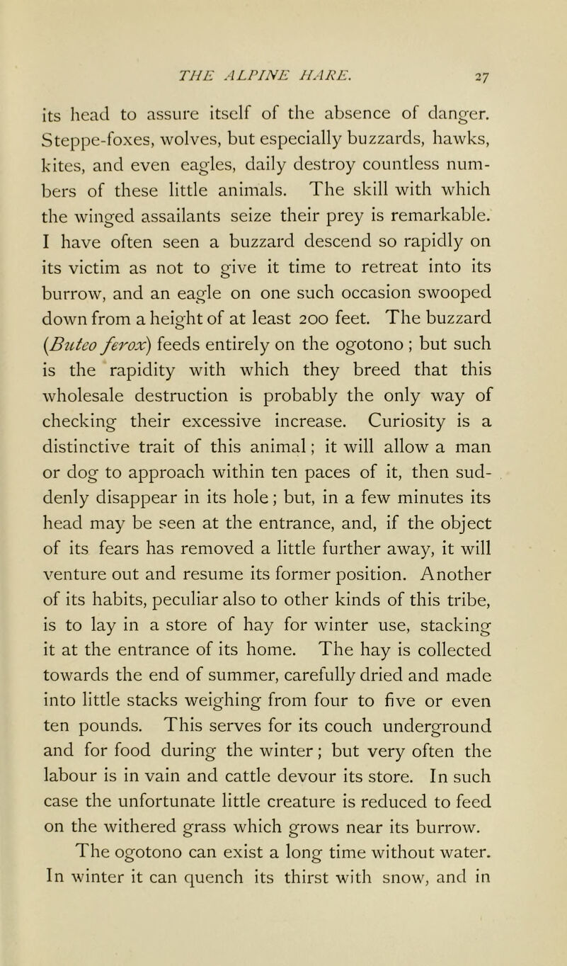 its head to assure itself of the absence of danger. Steppe-foxes, wolves, but especially buzzards, hawks, kites, and even eagles, daily destroy countless num- bers of these little animals. The skill with which the winged assailants seize their prey is remarkable. I have often seen a buzzard descend so rapidly on its victim as not to give it time to retreat into its burrow, and an eagle on one such occasion swooped down from a height of at least 200 feet. The buzzard (Butco ferox) feeds entirely on the ogotono ; but such is the rapidity with which they breed that this wholesale destruction is probably the only way of checking their excessive increase. Curiosity is a distinctive trait of this animal; it will allow a man or dog to approach within ten paces of it, then sud- denly disappear in its hole; but, in a few minutes its head may be seen at the entrance, and, if the object of its fears has removed a little further away, it will venture out and resume its former position. Another of its habits, peculiar also to other kinds of this tribe, is to lay in a store of hay for wanter use, stacking it at the entrance of its home. The hay is collected towards the end of summer, carefully dried and made into little stacks weighing from four to five or even ten pounds. This serves for its couch underground and for food during the winter; but very often the labour is in vain and cattle devour its store. In such case the unfortunate little creature is reduced to feed on the withered grass which grows near its burrow. The ogotono can exist a long time without water. In winter it can quench its thirst with snow, and in