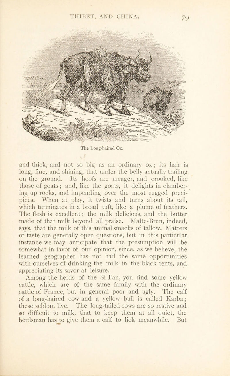 The Long-haired Ox. and thick, and not so big as an ordinary ox; its hair is long, fine, and shining, that under the belly actually trailing on the ground. Its hoofs are meager, and crooked, like those of goats; and, like the goats, it delights in clamber- ing up rocks, and impending over the most rugged preci- pices. When at play, it twists and turns about its tail, which terminates in a broad tuft, like a plume of feathers. The flesh is excellent; the milk delicious, and the butter made of that milk beyond all praise. Malte-Brun, indeed, says, that the milk of this animal smacks of tallow. Matters of taste are generally open questions, but in this particular instance we may anticipate that the presumption will be somewhat in favor of our opinion, since, as we believe, the learned geographer has not had the same opportunities with ourselves of drinking the milk in the black tents, and appreciating its savor at leisure. Among the herds of the Si-Fan, you find some yellow cattle, which are of the same family with the ordinary cattle of France, but in general poor and ugly. The calf of a long-haired cow and a yellow bull is called Karba; these seldom live. The long-tailed cows are so restive and so difficult to milk, that to keep them at all quiet, the herdsman has to give them a calf to lick meanwhile. But