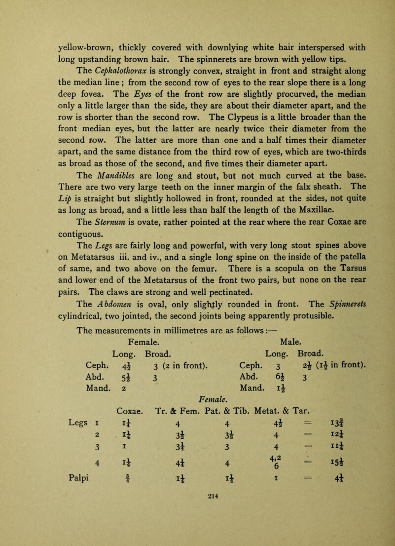 yellow-brown, thickly covered with downlying white hair interspersed with long upstanding brown hair. The spinnerets are brown with yellow tips. The Cephalothorax is strongly convex, straight in front and straight along the median line ; from the second row of eyes to the rear slope there is a long deep fovea. The Eyes of the front row are slightly procurved, the median only a little larger than the side, they are about their diameter apart, and the row is shorter than the second row. The Clypeus is a little broader than the front median eyes, but the latter are nearly twice their diameter from the second row. The latter are more than one and a half times their diameter apart, and the same distance from the third row of eyes, which are two-thirds as broad as those of the second, and five times their diameter apart. The Mandibles are long and stout, but not much curved at the base. There are two very large teeth on the inner margin of the falx sheath. The Lip is straight but slightly hollowed in front, rounded at the sides, not quite as long as broad, and a little less than half the length of the Maxillae. The Sternum is ovate, rather pointed at the rear where the rear Coxae are contiguous. The Legs are fairly long and powerful, with very long stout spines above on Metatarsus iii. and iv., and a single long spine on the inside of the patella of same, and two above on the femur. There is a scopula on the Tarsus and lower end of the Metatarsus of the front two pairs, but none on the rear pairs. The claws are strong and well pectinated. The Abdomen is oval, only slightly rounded in front. The Spinnerets cylindrical, two jointed, the second joints being apparently protusible. The measurements in millimetres are as follows:— Female. Male. Long. Broad. Long. Broad. Ceph. 4* 3 (2 in front). Ceph. 3 2| (ii in front). Abd. 3 Abd. 6* 3 Mand. 2 Mand. Female. Coxae. Tr. & Fern. Pat. & Tib. Metat. & Tar. Legs i 4 4 4* — I3f 2 32 3* 4 — I2£ 3 i 3i 3 4 = nj 4 4i 4 4,2 6 Palpi 1 i = 4*
