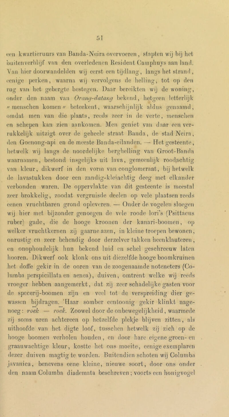 ii(Mi kwartioruurs van Handa-Nnira ovnrvoeren , stn])ten wij hij hot huitenverhlijf van den overledenen Eesident Cainphuys aan land. Van hier doorwandelden wij eerst een tij dia nj^, langs het strand , (•enige perken, waarna wij vervolgens do helling, tot op den rug van het gebergte bestegen. Daar bennkten wij de woning, onder den naam van Oramj-datang bekend, hetgeen letterlijk //inenschen komen// heteekent, waarschijnlijk aldns genaamd, omdat men van die plaats, reeds zeer in de verte, menschen en schepen kan zien aankomen. Men geniet van daar een ver- rukkelijk uitzigt over de geheele straat Banda, de stad Neira, (hm Goenong-api en de meeste Banda-eilanden. — FTet gesteentt;, hetwelk wij langs de noordelijke berghelling van Groot-Banda waarnamen, bestond insgelijks uit lava, gemeenlijk roodachtig van kleur, dikwerf in den vorm van conglomeraat, bij hetwelk de lavastukken door een zandig-kleiachtig deeg met elkander verbonden waren. De oppervlakte van dit gesteente is meestal zt'er brokkelig, zoodat vergruisde deelen op vele plaatsen reeds oenen vruchtbaren grond opleveren. — Onder de vogelen sloegen wij hier met bijzonder genoegen de vele roode lori’s (Psittacus ruber) gade, die de hooge kroonen der kanari-boomen, o]) welker vruchtkernen zij gaarne azen, in kleine troepen bewonen, onrustig en zeer behendig door derzelver takken heenklautereii, en onophoudelijk hun bekend luid en schel geschreeuw laten hooren. Dikwerf ook klonk ons uit diezelfde hooge boomkruinen het doffe gekir in de ooren van de zoogenaamde noteneters (Co- lumba perspicillata en aenea), duiven, omtrent welke wij reeds vroeger hebben aangemerkt, dat zij zeer schadelijke gasten voor de specerij-boomen zijn en veel tot de verspreiding dier ge- wassen bijdragen. ‘Haar somber eentoonig gekir klinkt nage- noeg: roek — roek. Zoowel door de onbewegelijkheid , waarmede zij soms uren achtereen op hetzelfde plekje blijven zitten, als uithoofde van het digte loof, tiisschen hetwelk zij zich op dc hooide hoornen verholen houden, en door hare eigene </roen- en graauwachtige kleur, kostte het ons moeite, eenige exemplaren dezer duiven rnagtig te worden. Buitendien schoten wij Columba javanica, benevens eene kleine, nieuwe soort, door ons onder den naam Columba diademata beschreven ; voorts een honigvogel