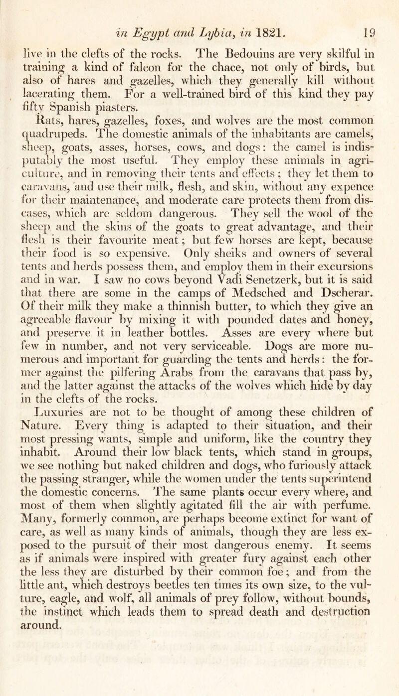 live ill the clefts of the rocks. The Bedouins are very skilful in training a kind of falcon for the chace, not only of birds, but also of hares and gazelles, which they generally kill without lacerating them. For a well-trained bird of this kind they pay fifty Spanish piasters. Rats, hares, gazelles, foxes, and wolves are the most common quadrupeds. The domestic animals of the inhabitants are camels, sheep, goats, asses, horses, cows, and dogs: the camel is indis- })utabiy the most useful. They employ these animals in agri- culture, and in removing their tents and effects ; they let them to caravans, and use their milk, flesh, and skin, without any expence for their maintenance, and moderate care protects them from dis- eases, which are seldom dangerous. They sell the wool of the slieep and the skins of the goats to great advantage, and their flesh is their favourite meat; but few horses are kept, because their food is so expensive. Only sheiks and owners of several tents and herds possess them, and employ them in their excursions and in war. I saw no cows beyond Vadi Senetzerk, but it is said that there are some in the camps of Medsched and Dscherar. Of their milk they make a thinnish butter, to which they give an agreeable flavour by mixing it with pounded dates and honey, and preserve it in leather bottles. Asses are every where but few in number, and not very serviceable. Dogs are more nu- merous and important for guarding the tents and herds: the for- mer against the pilfering Arabs from the caravans that pass by, and the latter against the attacks of the wolves which hide by day in the clefts of the rocks. Luxuries are not to be thought of among these children of Nature. Every thing is adapted to their situation, and their most pressing wants, simple and uniform, like the country they inhabit. Around their low black tents, which stand in groups, we see nothing but naked children and dogs, who furiously attack the passing stranger, while the women under the tents superintend the domestic concerns. The same plants occur every where, and most of them when slightly agitated fill the air with perfume. Many, formerly common, are perhaps become extinct for want of care, as well as many kinds of animals, though they are less ex- posed to the pursuit of their most dangerous enemy. It seems as if animals were inspired with greater fury against each other the less they are disturbed by their common foe; and from the little ant, which destroys beetles ten times its own size, to the vul- ture, eagle, and wolf, all animals of prey follow, without bounds, the instinct which leads them to spread death and destruction around.