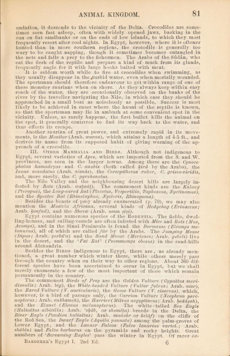 undation, it descends to the vicinity of the Delta. Crocodiles are some- times seen fast asleep, often with widely opened jaws, basking in the sun on flat sandbanks or on the ends of low islands, to which they most frequently resort after cool nights. In Egypt, however, where it is oftener hunted than in more southern regions, the crocodile is generally too wary to be caught napping, though it sometimes becomes entangled in the nets and falls a prey to the fishermen. The Arabs of the Sudan, who eat the flesh of the reptile and prepare a kind of musk from its glands, frequently angle for it with large hooks baited with meat. It is seldom worth while to fire at crocodiles when swimming, as they usually disappear in the »turbid water, even when mortally wounded. The sportsman should therefore endeavour to get within range of one of these monster saurians when on shore. As they always keep within easy reach of the water, they are occasionally observed on the banks of the river by the traveller navigating the Nile, in which case they should be approached in a small boat as noiselessly as possible. Success is most likely to be achieved in cases where the haunt of the reptile is known, so that the sportsman may lie in ambush at some convenient spot in the vicinity. Unless, as rarely happens, the first bullet kills the animal on the spot, it generally contrives to find its way back to the water, and thus effects its escape. Another saurian of great power, and extremely rapid in its move- ments, is the Monitor (Arab, war an), which attains a length of 4-5 ft., and derives its name from its supposed habit of giving warning of the ap- proach of a crocodile. III. Other Mammalia and Birds. Although not indigenous to Egypt, several varieties of Apes, which are imported from the S. and W. provinces, are seen in the larger towns. Among these are the Cynoce- phalus hamadryas and C. annbis (both called Jcird by the Arabs), the Innas ecaudatus (Arab, nisnas), the Cercopithecus' ruber, 0. griseo-viridis, and, more rarely, the C. pyrrhonotus. The Nile Valley and the neighbouring desert hills are largely in- fested by Bats (Arab, watwdt), The commonest kinds are the Kalong (Pteropus), the Long-eared Bat (Plecotus, Vespertilio, Taphozous, Nyetinomus), and the Spectre Bat (Rhinolaphus, Nycteris, Rhinopoma). Besides the beasts of prey already enumerated (p. 79), we may also mention the Mustela Africana, several kinds of Hedgehog (Erinaceus; Arab, konfud), and the Shrew (Arab, umm sisi). Egypt contains numerous species of the Rodentia. The fields, dwel- ling-houses, and sailing-vessels are often infested with Mice and Rats (Mus, Acomys), and in the Sinai Peninsula is found the Dormouse (Eliomys me- lanurus), all of which are called far by the Arabs. The Jumping Mouse (Dipus; Arab, yerbWa) and the Sand Mouse (Meriones; Arab, gebeli) live in the desert, and the ‘Fat Rat’ (Psammomys obesus) in the sand-hills around Alexandria. Besides the Birds indigenous to Egypt, there are, as already men- tioned, a great number which winter there, while others merely pass through the country when on their way to other regions. About 360 dif- ferent species have been ascertained to occur in Egypt, but we shall merely enumerate a few of the most important of those which remain permanently in the country. The commonest Birds of Prey are the Golden Vulture (Gypaetus meri- clionalis; Arab, big), the White-headed Vulture ( Vultur fulvus; Arab, nisr), the Eared Vulture (V. auricularis), the Goose Vulture (V. cinereus), which, however, is a bird of passage only, the Carrion Vulture (Neophron perc- nopterus ; Arab, rcikhameh), the Harrier (Milvus aegyptiacus; Arab, heddyeh), and the Elanet (Elanus melanopterus). The white-tailed Sea Eagle (Haliaetus albicilla; Arab. cokdb, or shometa) breeds in the Delta, the River Eagle (Pandion haliaetus; Arab, maristtr or ketdf) on the cliffs of the Red Sea, the Dwarf Eagle (Aquila pennata) among the palm-groves of Lower Egypt, and the Lanner Falcon (Falco lanarius variet.; Arab. shdhtn) and Falco barbarus on the pyramids and rocky heights. Great numbers of ‘Screaming Eagles' pass the winter in Egypt. Of rarer oc- Baedeker’s Egypt I. 2nd Ed. 0
