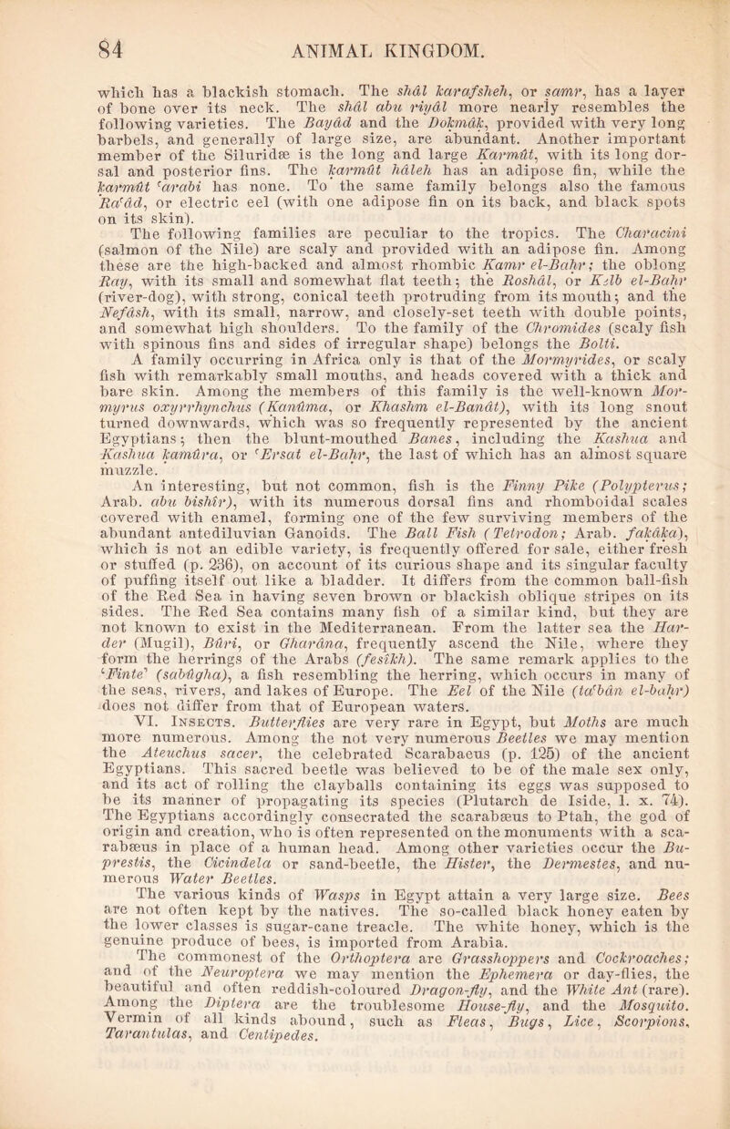 wMcli lias a blaclcisli stomach. The shdl karafsheh, or samr, has a layer of bone over its neck. The shdl abu riydl more nearly resembles the following varieties. The Baydd and the Dokmdk, provided with very long barbels, and generally of large size, are abundant. Another important member of the Siluridse is the long and large Ifarmut, with its long dor- sal and posterior fins. The karmut h&leh has an adipose fin, while the karmdt rarabi has none. To the same family belongs also the famous Ra'dd, or electric eel (with one adipose fin on its back, and black spots on its skin). The following families are peculiar to the tropics. The Charctcini (salmon of the Nile) are scaly and provided with an adipose fin. Among these are the high-backed and almost rhombic Kamr el-Bahr; the oblong Ray, with its small and somewhat flat teeth-, the Roshal, or Kelb el-Bahr (river-dog), with strong, conical teeth protruding from its mouth; and the Nefash, with its small, narrow, and closely-set teeth with double points, and somewhat high shoulders. To the family of the Chromides (scaly fish with spinous fins and sides of irregular shape) belongs the Bolti. A family occurring in Africa only is that of the Mormyrides, or scaly fish with remarkably small mouths, and heads covered with a thick and bare skin. Among the members of this family is the well-known Mor- myrus oxyrrhynchus (Kanttma, or Khaslim el-Banat), with its long snout turned downwards, which was so frequently represented by the ancient Egyptians; then the blunt-mouthed Banes, including the Kashua and -Kashua kamtira, or fErsat el-Bahr, the last of which has an almost square muzzle. An Interesting, but not common, fish is the Finny Pike (Polypterus; Arab, abu bishir), with its numerous dorsal fins and rhomboidal scales covered with enamel, forming one of the few surviving members of the abundant antediluvian Ganoids. The Ball Fish ( Tetrodon; Arab, fakdka), which is not an edible variety, is frequently offered for sale, either fresh or stuffed (p. 236), on account of its curious shape and its singular faculty of puffing itself out like a bladder. It differs from the common ball-fish of the Red Sea in having seven brown or blackish oblique stripes on its sides. The Red Sea contains many fish of a similar kind, but they are not known to exist in the Mediterranean. From the latter sea the Har- der (Mugil), Bdri, or Ghardna, frequently ascend the Nile, where they form the herrings of the Arabs (fesikh). The same remark applies to the '•Finte' (sabdghci), a fish resembling the herring, which occurs in many of the seas, rivers, and lakes of Europe. The Eel of the Nile (tarbdn el-bahr) does not differ from that of European waters. VI. Insects. Butterflies are very rare in Egypt, but Moths are much more numerous. Among the not very numerous Beetles we may mention the Ateuchus sneer, the celebrated Scarabaeus (p. 125) of the ancient Egyptians. This sacred beetle was believed to be of the male sex only, and its act of x*olling the clayballs containing its eggs was supposed to be its manner of propagating its species (Plutarch de Iside, 1. x. 74). The Egyptians accordingly consecrated the scarabseus to Ptah, the god of origin and creation, who is often represented on the monuments with a sca- rabseus in place of a human head. Among other varieties occur the Bu- prestis, the Cicindela or sand-beetle, the Hister, the Dermestes, and nu- merous Water Beetles. The various kinds of Wasps in Egypt attain a very large size. Bees are not often kept by the natives. The so-called black honey eaten by the lower classes is sugar-cane treacle. The white honey, which is the genuine produce of bees, is imported from Arabia. The commonest of the Orthoptera are Grasshoppers and Cockroaches; and of the Neuroptera we may mention the Ephemera or day-flies, the beautiful and often reddish-coloured Dragon-fly, and the White Ant (rare). Among the Diptera are the troublesome House-fly, and the Mosquito. Vermin of all kinds abound, such as Fleas, Bugs, Lice, Scorpions, Tarantulas, and Centipedes.