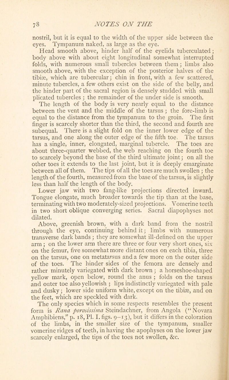 nostril, but it is equal to the width of the upper side between the eyes. Tympanum naked, as large as the eye. Head smooth above, hinder half of the eyelids tuberculated; body above with about eight longitudinal somewhat interrupted folds, with numerous small tubercles between them; limbs also smooth above, with the exception of the posterior halves of the tibiae, which are tubercular; chin in front, with a few scattered, minute tubercles, a few others exist on the side of the belly, and the hinder pait of the sacral region is densely studded with small plicated tubercles ; the remainder of the under side is smooth. The length of the body is very nearly equal to the distance between the vent and the middle of the tarsus ; the fore-limb is equal to the distance from the tympanum to the groin. The first finger is scarcely shorter than the third, the second and fourth are subequal. There is a slight fold on the inner lower edge of the tarsus, and one along the outer edge of the fifth toe, The tarsus has a single, inner, elongated, marginal tubercle. The toes are about three-quarter webbed, the web reaching on the fourth toe to scarcely beyond the base of the third ultimate joint; on all the other toes it extends to the last joint, but it is deeply emarginate between all of them. The tips of all the toes are much swollen ; the length of the fourth, measured from the base of the tarsus, is slightly less than half the length of the body. Lower jaw with two fang-like projections directed inward. Tongue elongate, much broader towards the tip than at the base, terminating with two moderately-sized projections. Vomerine teeth in two short oblique converging series. Sacral diapophyses not dilated. Above, greenish brown, with a dark band from the nostril through the eye, continuing behind it; limbs with numerous transverse dark bands ; they are somewhat ill-defined on the upper arm ; on the lower arm there are three or four very short ones, six on the femur, five somewhat more distant ones on each tibia, three on the tarsus, one on metatarsus and a few more on the outer side of the toes. The hinder sides of the femora are densely and rather minutely variegated with dark brown ; a horseshoe-shaped yellow mark, open below, round the anus ; folds on the tarsus and outer toe also yellowish ; lips indistinctly variegated with pale and dusky; lower side uniform white, except on the tibiae, and on the feet, which are speckled with dark. The only species which in some respects resembles the present form is Rana porosissima Steindachner, from Angola (“ Novara Amphibiens,” p. 18, PL I. figs. 9-13), but it differs in the coloration of the limbs, in the smaller size of the tympanum, smaller vomerine ridges of teeth, in having the apophyses on the lower jaw scarcely enlarged, the tips of the toes not swollen, &c.