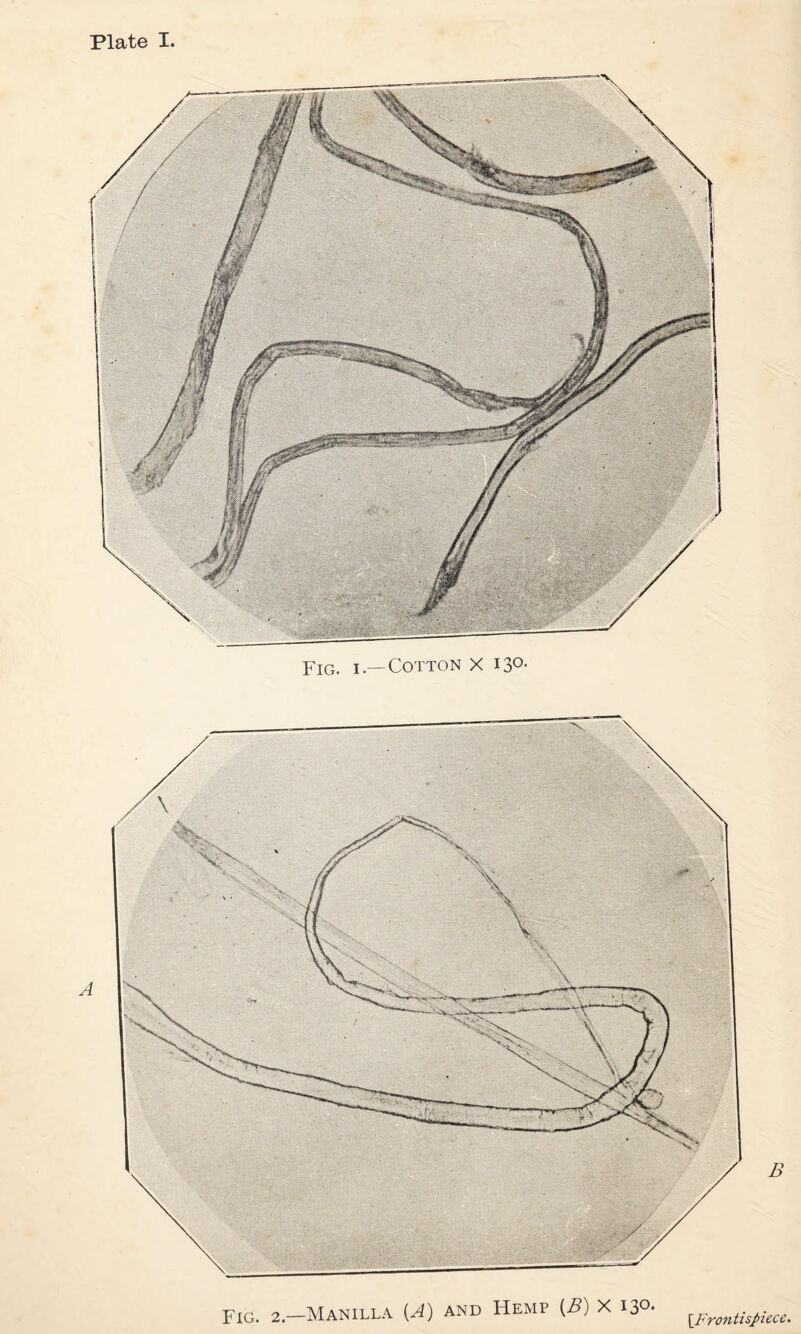 Plate I Fig. i—Cotton X 13°- A B Fig. 2—Manilla (A) and Hemp (B) X I3°- [.Frontispiece.