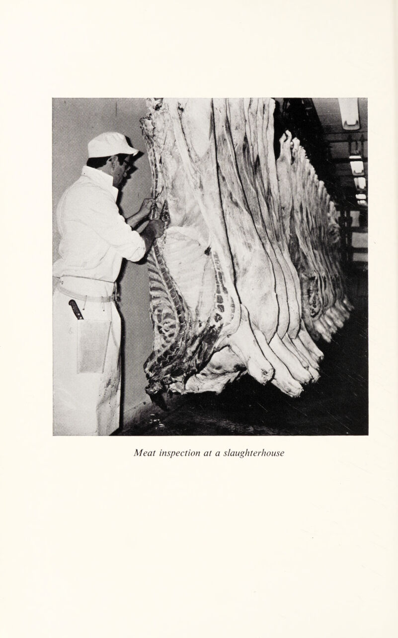 Meat inspection at a slaughterhouse