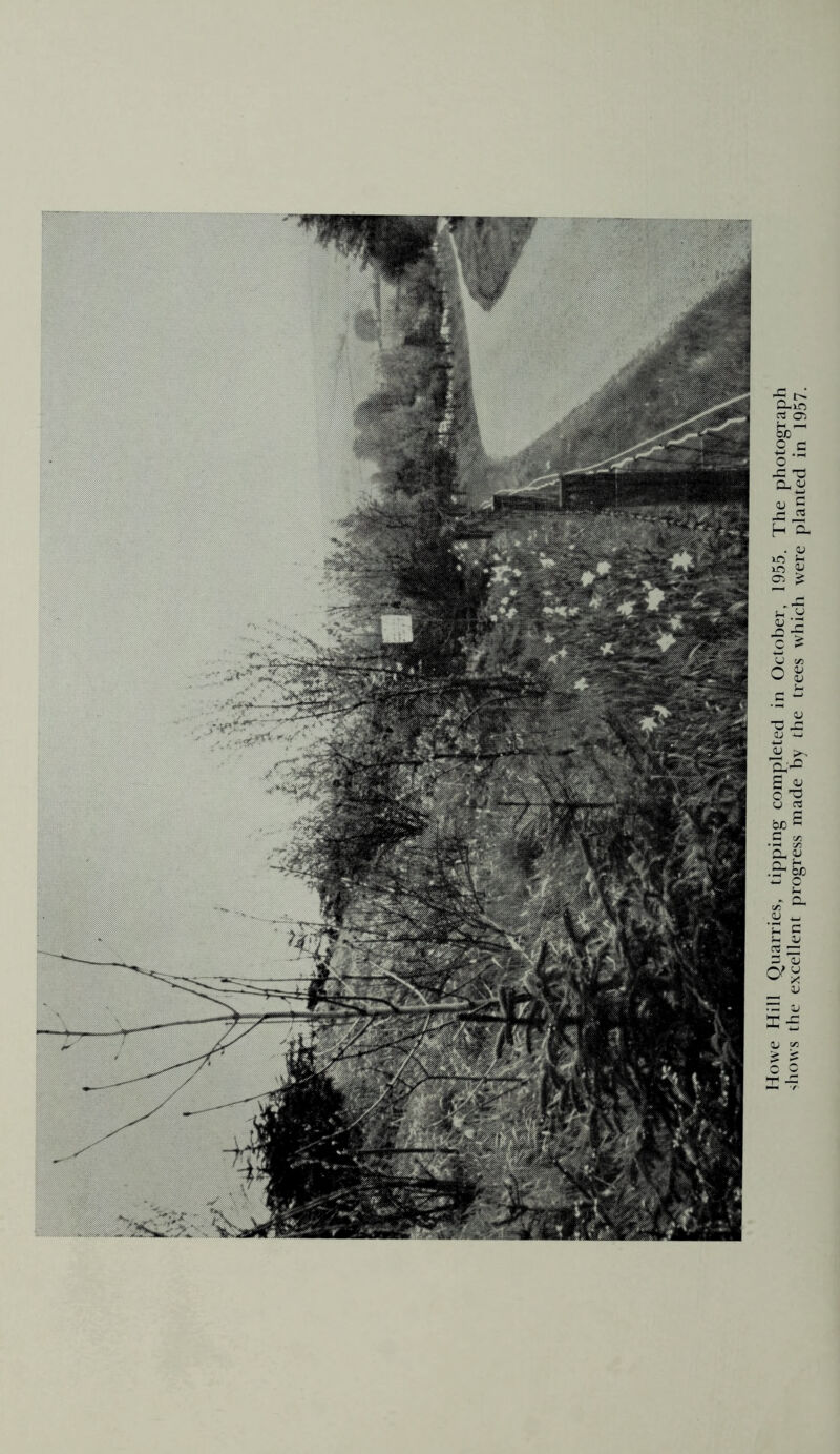 Howe Hill Quarries, tipping completed in October, 1955. The photograph shows the excellent progress made by the trees which were planted in 1957.
