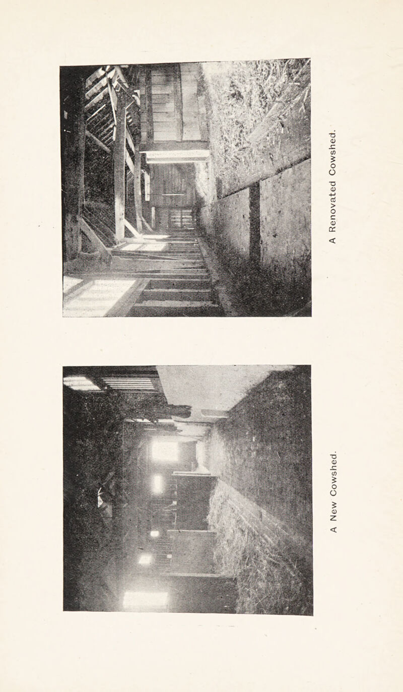 New Cowshed. A Renovated Cowshed.