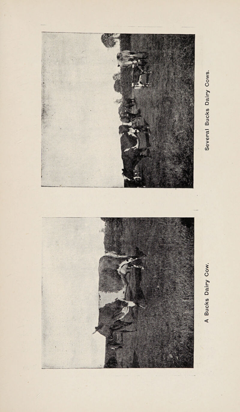 A Bucks Dairy Cow. Several Bucks Dairy Cows.