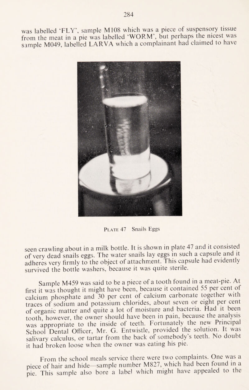 was labelled ‘FLY’, sample M108 which was a piece of suspensory tissue from the meat in a pie was labelled WORM , but perhaps the nicest was sample M049, labelled LARVA which a complainant had claimed to have Plate 47 Snails Eggs seen crawling about in a milk bottle. It is shown in plate 47 and it consisted of very dead snails eggs. The water snails lay eggs in such a capsule and it adheres very firmly to the object of attachment. This capsule had evidently survived the bottle washers, because it was quite sterile. Sample M459 was said to be a piece of a tooth found in a meat-pie. At first it was thought it might have been, because it contained 55 per cent of calcium phosphate and 30 per cent of calcium carbonate together with traces of sodium and potassium chlorides, about seven or eight per cent of organic matter and quite a lot of moisture and bacteria. Had it been tooth, however, the owner should have been in pain, because the analysis was appropriate to the inside of teeth. Fortunately the new Principal School Dental Officer, Mr. G. Entwistle, provided the solution. It was salivary calculus, or tartar from the back of somebody s teeth. No doubt it had broken loose when the owner was eating his pie. From the school meals service there were two complaints. One was a piece of hair and hide—sample number M827, which had been found in a pie. This sample also bore a label which might have appealed to the
