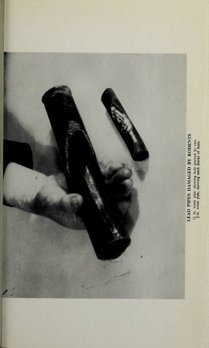 LEAD PIPES DAMAGED BY RODENTS 1J in. waste pipe, showing hole gnawed by rats. I in. water pipe, showing teeth marks of mice.