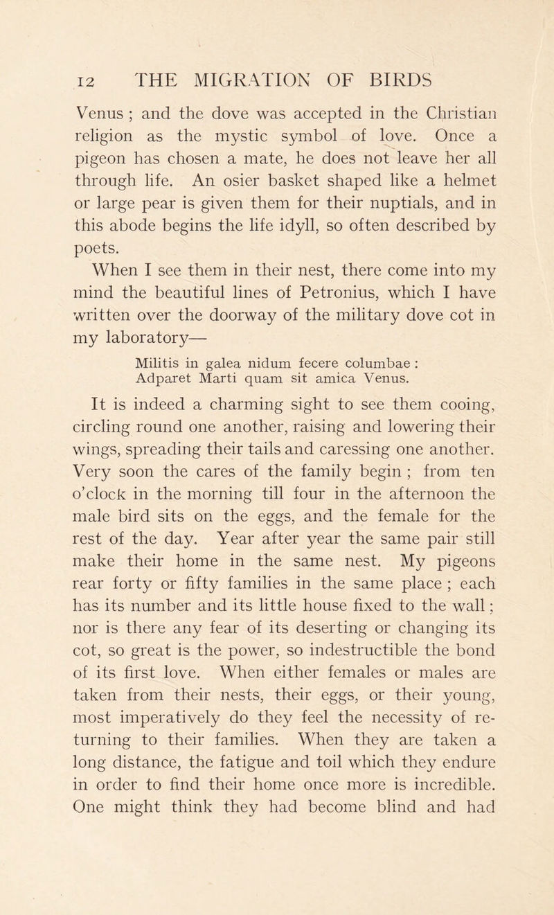 Venus ; and the dove was accepted in the Christian religion as the mystic symbol of love. Once a pigeon has chosen a mate, he does not leave her all through life. An osier basket shaped like a helmet or large pear is given them for their nuptials, and in this abode begins the life idyll, so often described by poets. When I see them in their nest, there come into my mind the beautiful lines of Petronius, which I have written over the doorway of the military dove cot in my laboratory— Militis in galea nidum fecere columbae : Adparet Marti quam sit amica Venus. It is indeed a charming sight to see them cooing, circling round one another, raising and lowering their wings, spreading their tails and caressing one another. Very soon the cares of the family begin ; from ten o’clock in the morning till four in the afternoon the male bird sits on the eggs, and the female for the rest of the day. Year after year the same pair still make their home in the same nest. My pigeons rear forty or fifty families in the same place ; each has its number and its little house fixed to the wall ; nor is there any fear of its deserting or changing its cot, so great is the power, so indestructible the bond of its first love. When either females or males are taken from their nests, their eggs, or their young, most imperatively do they feel the necessity of re- turning to their families. When they are taken a long distance, the fatigue and toil which they endure in order to find their home once more is incredible. One might think they had become blind and had