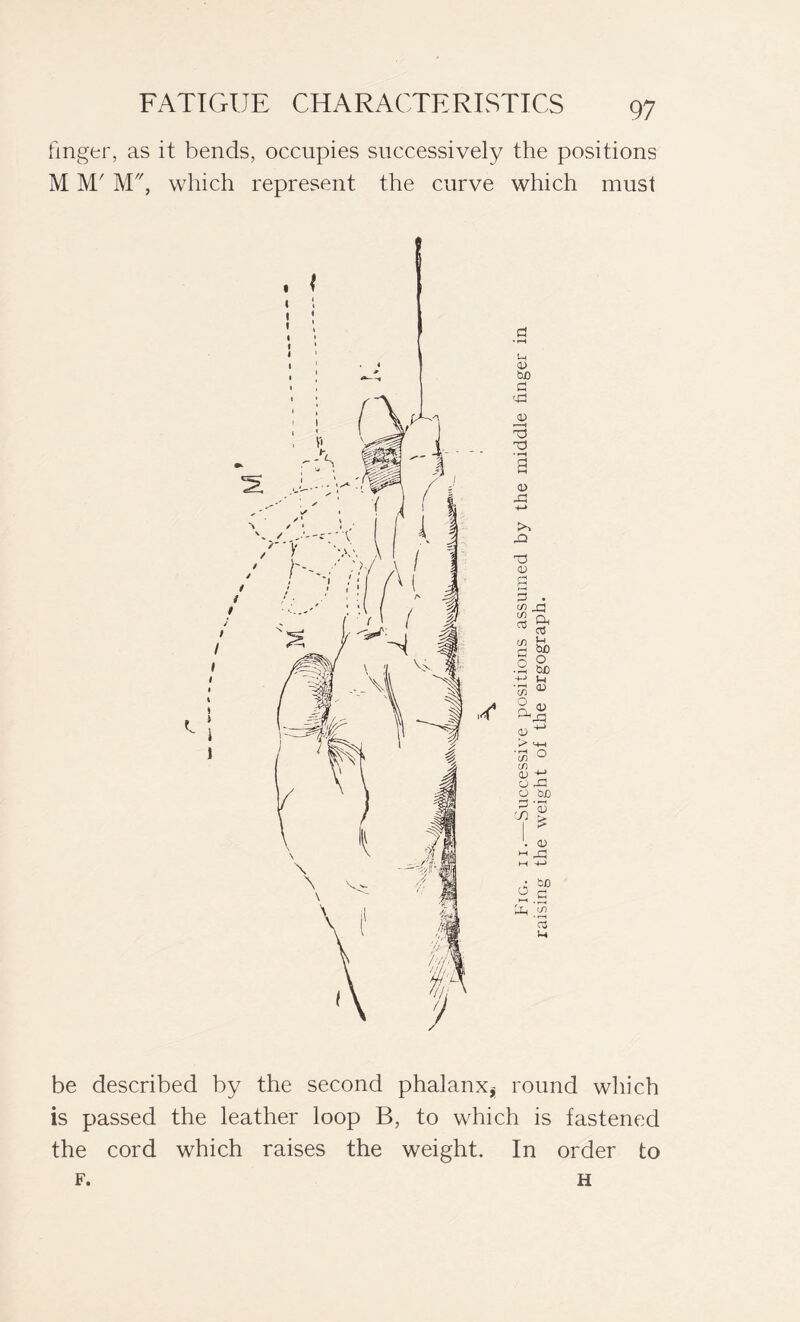 finger, as it bends, occupies successively the positions M M' M, which represent the curve which must be described by the second phalanx^ round which is passed the leather loop B, to which is fastened the cord which raises the weight. In order to F. H