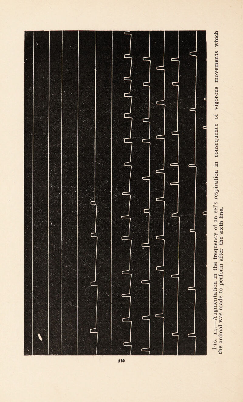 Tig. 14.—Augmentation in the frequency of an eel’s respiration in consequence of vigorous movements which the animal was made to perform after the sixth line.