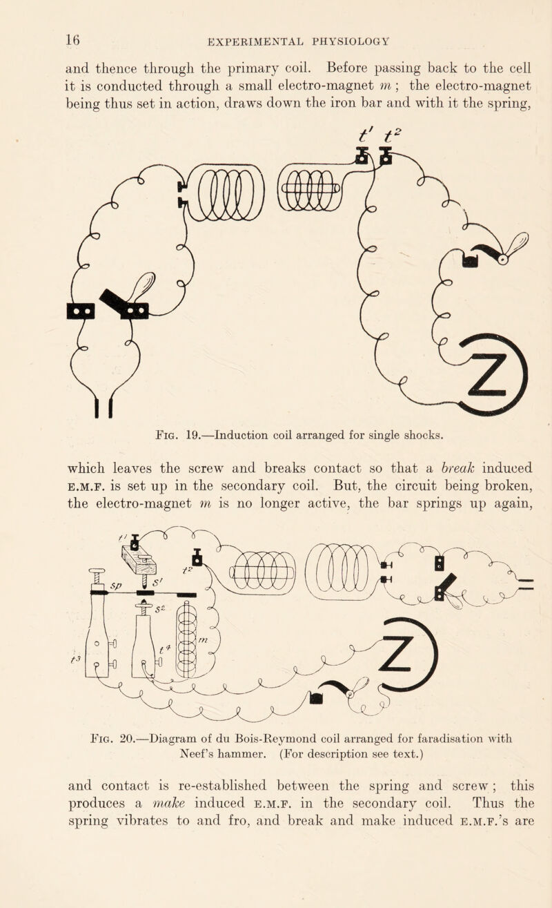 and thence through the primary coil. Before passing back to the cell it is conducted through a small electro-magnet m; the electro-magnet being thus set in action, draws down the iron bar and with it the spring, f ts which leaves the screw and breaks contact so that a break induced e.m.f. is set up in the secondary coil. But, the circuit being broken, the electro-magnet m is no longer active, the bar springs up again, Fig. 20.—Diagram of du Bois-Reymond coil arranged for faradisation with Neef’s hammer. (For description see text.) and contact is re-established between the spring and screw; this produces a make induced e.m.f. in the secondary coil. Thus the spring vibrates to and fro, and break and make induced e.m.f.’s are