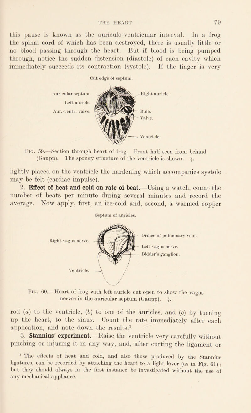 this pause is known as the auriculo-ventricular interval. In a frog the spinal cord of which has been destroyed, there is usually little or no blood passing through the heart. But if blood is being pumped through, notice the sudden distension (diastole) of each cavity which immediately succeeds its contraction (systole). If the finger is very Cut edge of septum. Right auricle. Bulb. Valve. Ventricle. Fig. 59.—Section through heart of frog. Front half seen from behind (Gaupp). The spongy structure of the ventricle is shown, f. lightly placed on the ventricle the hardening which accompanies systole may be felt (cardiac impulse). 2. Effect of heat and cold on rate of beat.—Using a watch, count the number of beats per minute during several minutes and record the average. Now apply, first, an ice-cold and, second, a warmed copper Septum of auricles. Right vagus nerve. Ventricle. Orifice of pulmonary vein. Left vagus nerve. Bidder’s ganglion. Fig. 60.—Heart of frog with left auricle cut open to show the vagus nerves in the auricular septum (Gaupp). f. rod (a) to the ventricle, (b) to one of the auricles, and (c) by turning up the heart, to the sinus. Count the rate immediately after each application, and note down the results.1 3. Stannius? experiment.—Raise the ventricle very carefully without pinching or injuring it in any way, and, after cutting the ligament or 1 The effects of heat and cold, and also those produced by the Stannius ligatures, can be recorded by attaching the heart to a light lever (as in Fig. 61) ; but they should always in the first instance be investigated without the use of any mechanical appliance.
