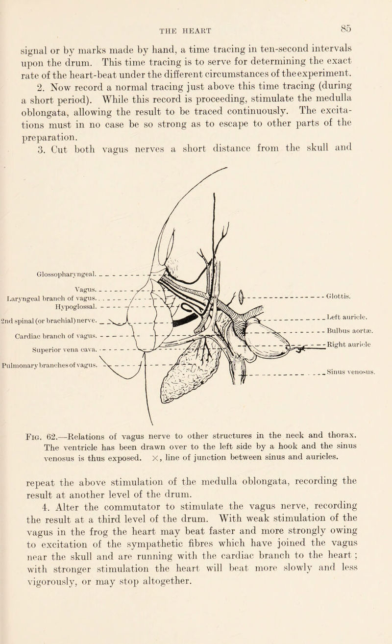 signal or by marks made by hand, a time tracing in ten-second intervals upon the drum. This time tracing is to serve for determining the exact rate of the heart-beat under the different circumstances of the experiment. 2. Now record a normal tracing just above this time tracing (during a short period). While this record is proceeding, stimulate the medulla oblongata, allowing the result to be traced continuously. The excita- tions must in no case be so strong as to escape to other parts of the preparation. 3. Cut both vagus nerves a short distance from the skull and Fig. 62.—Relations of vagus nerve to other structures in the neck and thorax. The ventricle has been drawn over to the left side by a hook and the sinus venosus is thus exposed. X, line of junction between sinus and auricles. repeat the above stimulation of the medulla oblongata, recording the result at another level of the drum. 4. Alter the commutator to stimulate the vagus nerve, recording the result at a third level of the drum. With weak stimulation of the vagus in the frog the heart may beat faster and more strongly owing to excitation of the sympathetic fibres which have joined the vagus near the skull and are running with the cardiac branch to the heart ; with stronger stimulation the heart will beat more slowly and less vigorously, or may stop altogether.