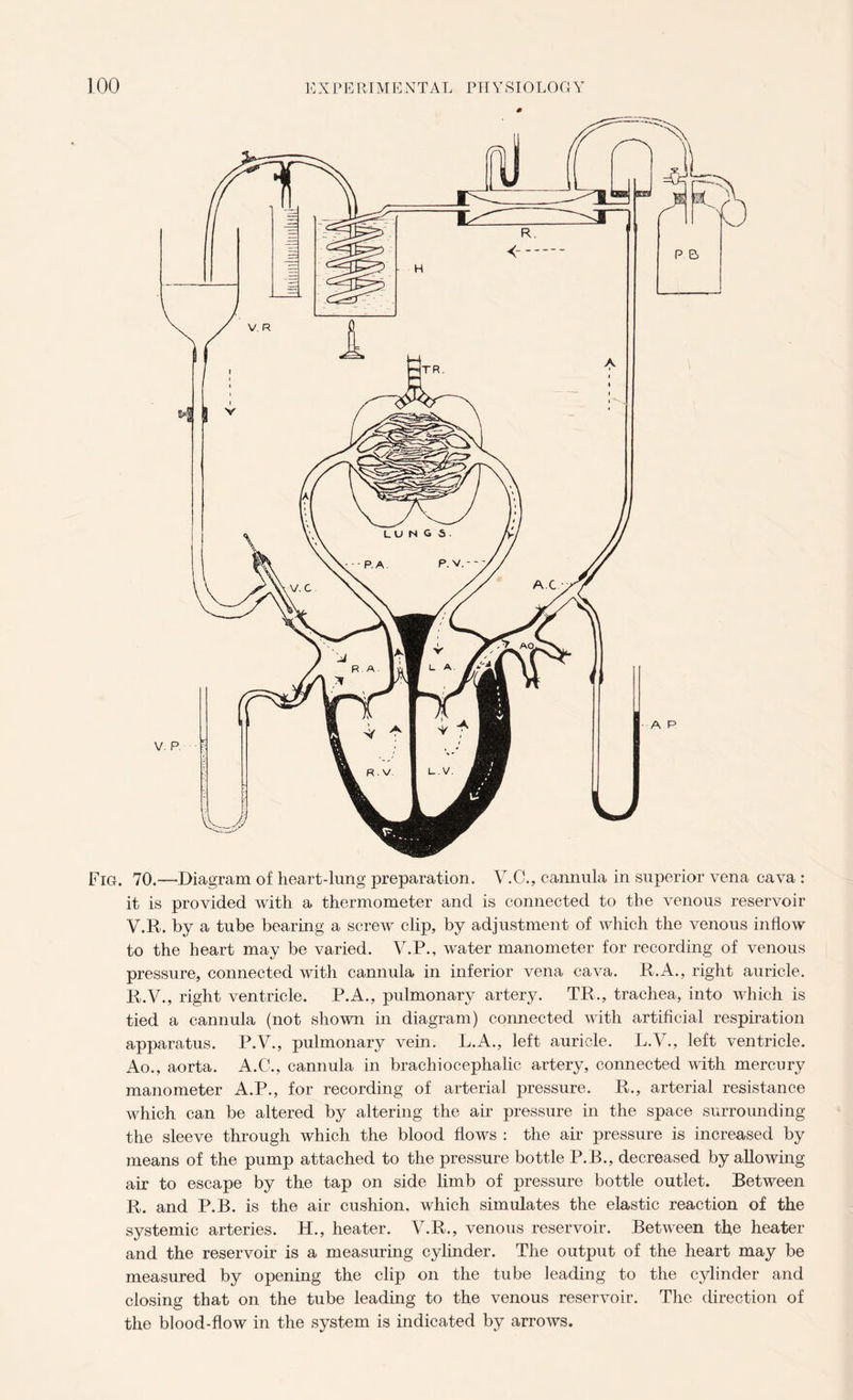 Fig. 70.-—Diagram of heart-lung preparation. V.C., cannula in superior vena cava : it is provided with a thermometer and is connected to the venous reservoir V.R. by a tube bearing a screw clip, by adjustment of which the venous inflow to the heart may be varied. V.P., water manometer for recording of venous pressure, connected with cannula in inferior vena cava. R.A., right auricle. R.V., right ventricle. P.A., pulmonary artery. T.R., trachea, into which is tied a cannula (not shown in diagram) connected with artificial respiration apparatus. P.V., pulmonary vein. L.A., left auricle. L.V., left ventricle. Ao., aorta. A.C., cannula in brachiocephalic artery, connected with mercury manometer A.P., for recording of arterial pressure. R., arterial resistance which can be altered by altering the air pressure in the space surrounding the sleeve through which the blood flows : the air pressure is increased by means of the pump attached to the pressure bottle P.B., decreased by allowing air to escape by the tap on side limb of pressure bottle outlet. Between R. and P.B. is the air cushion, which simulates the elastic reaction of the systemic arteries. H., heater. V.R., venous reservoir. Between the heater and the reservoir is a measuring cylinder. The output of the heart may be measured by opening the clip on the tube leading to the cylinder and closing that on the tube leading to the venous reservoir. The direction of the blood-flow in the system is indicated by arrows.