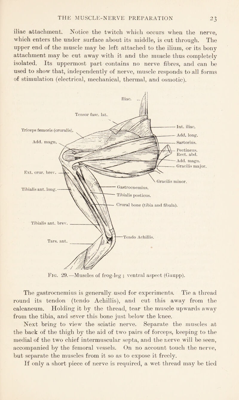 iliac attachment. Notice the twitch which occurs when the nerve, which enters the under surface about its middle, is cut through. The upper end of the muscle may be left attached to the ilium, or its bony attachment may be cut away with it and the muscle thus completely isolated. Its uppermost part contains no nerve fibres, and can be used to show that, independently of nerve, muscle responds to all forms of stimulation (electrical, mechanical, thermal, and osmotic). Iliac. Tensor fasc. lat. Triceps femoris (cruralis) Add. magn. Ext. crur. brev. Tibialis ant. long-. Tibialis ant. brev Tars. ant. Int. iliac. Add. long. Sartorius. Pectineus. - Rect. abd. Add. magn. — Gracilis major. Gracilis minor. Gastrocnemius. Tibialis posticus. Crural bone (tibia and fibula). Tendo Achillis. Fig. 29.—Muscles of frog-leg ; ventral aspect (Gaupp). The gastrocnemius is generally used for experiments. Tie a thread round its tendon (tendo Achillis), and cut this away from the calcaneum. Holding it by the thread, tear the muscle upwards away from the tibia, and sever this bone just below the knee. Next bring to view the sciatic nerve. Separate the muscles at the back of the thigh by the aid of two pairs of forceps, keeping to the medial of the two chief intermuscular septa, and the nerve will be seen, accompanied by the femoral vessels. On no account touch the nerve, but separate the muscles from it so as to expose it freely. If only a short piece of nerve is required, a wet thread may be tied