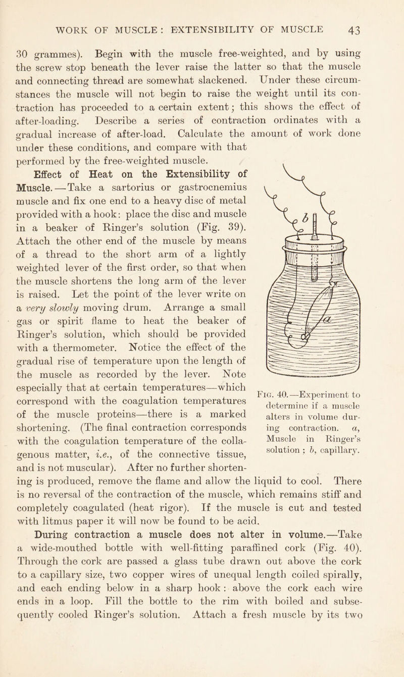 30 grammes). Begin with the muscle free-weighted, and by using the screw stop beneath the lever raise the latter so that the muscle and connecting thread are somewhat slackened. Under these circum- stances the muscle will not begin to raise the weight until its con- traction has proceeded to a certain extent; this shows the effect of after-loading. Describe a series of contraction ordinates with a gradual increase of after-load. Calculate the amount of work done O under these conditions, and compare with that performed by the free-weighted muscle. Effect of Heat on the Extensibility of Muscle.—Take a sartorius or gastrocnemius muscle and fix one end to a heavy disc of metal provided with a hook: place the disc and muscle in a beaker of Binger’s solution (Fig. 39). Attach the other end of the muscle by means of a thread to the short arm of a lightly weighted lever of the first order, so that when the muscle shortens the long arm of the lever is raised. Let the point of the lever write on a very slowly moving drum. Arrange a small gas or spirit flame to heat the beaker of Binger’s solution, which should be provided with a thermometer. Notice the effect of the gradual rise of temperature upon the length of the muscle as recorded by the lever. Note especially that at certain temperatures—which correspond with the coagulation temperatures of the muscle proteins—there is a marked shortening. (The final contraction corresponds with the coagulation temperature of the colla- genous matter, i.e., of the connective tissue, and is not muscular). After no further shorten- ing is produced, remove the flame and allow the liquid to cool. There is no reversal of the contraction of the muscle, which remains stiff and completely coagulated (heat rigor). If the muscle is cut and tested with litmus paper it will now be found to be acid. During contraction a muscle does not alter in volume.—Take a wide-mouthed bottle with well-fitting paraffined cork (Fig. 40). Through the cork are passed a glass tube drawn out above the cork to a capillary size, two copper wires of unequal length coiled spirally, and each ending below in a sharp hook : above the cork each wire ends in a loop. Fill the bottle to the rim with boiled and subse- quently cooled Binger’s solution. Attach a fresh muscle by its two Fig. 40.—Experiment to determine if a muscle alters in volume dur- ing contraction. a, Muscle in Ringer’s solution ; b, capillary.