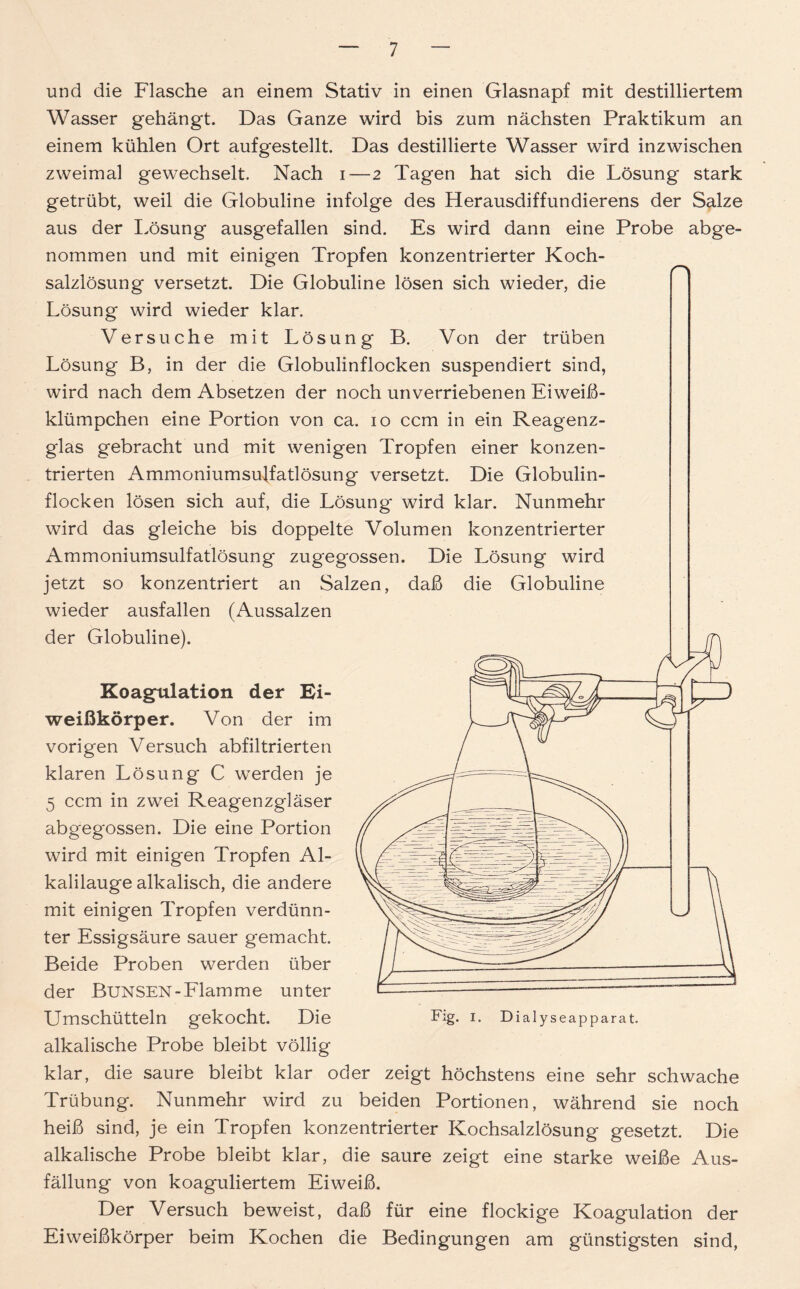 und die Flasche an einem Stativ in einen Glasnapf mit destilliertem Wasser gehängt. Das Ganze wird bis zum nächsten Praktikum an einem kühlen Ort aufgestellt. Das destillierte Wasser wird inzwischen zweimal gewechselt. Nach i—2 Tagen hat sich die Lösung stark getrübt, weil die Globuline infolge des Herausdiffundierens der Salze aus der Lösung ausgefallen sind. Es wird dann eine Probe abge- nommen und mit einigen Tropfen konzentrierter Koch- salzlösung versetzt. Die Globuline lösen sich wieder, die Lösung wird wieder klar. Versuche mit Lösung B. Von der trüben Lösung B, in der die Globulinflocken suspendiert sind, wird nach dem Absetzen der noch unverriebenen Eiweiß- klümpchen eine Portion von ca. 10 ccm in ein Reagenz- glas gebracht und mit wenigen Tropfen einer konzen- trierten Ammoniumsulfatlösung versetzt. Die Globulin- flocken lösen sich auf, die Lösung wird klar. Nunmehr wird das gleiche bis doppelte Volumen konzentrierter Ammoniumsulfatlösung zugegossen. Die Lösung wird jetzt so konzentriert an Salzen, daß die Globuline wieder ausfallen (Aussalzen der Globuline). Koagulation der Ei- weißkörper. Von der im vorigen Versuch abfiltrierten klaren Lösung C werden je 5 ccm in zwei Reagenzgläser abgegossen. Die eine Portion wird mit einigen Tropfen Al- kalilauge alkalisch, die andere mit einigen Tropfen verdünn- ter Essigsäure sauer gemacht. Beide Proben werden über der Bunsen-Flamme unter Umschütteln gekocht. Die alkalische Probe bleibt völlig klar, die saure bleibt klar oder zeigt höchstens eine sehr schwache Trübung. Nunmehr wird zu beiden Portionen, während sie noch heiß sind, je ein Tropfen konzentrierter Kochsalzlösung gesetzt. Die alkalische Probe bleibt klar, die saure zeigt eine starke weiße Aus- fällung von koaguliertem Eiweiß. Der Versuch beweist, daß für eine flockige Koagulation der Eiweißkörper beim Kochen die Bedingungen am günstigsten sind, Fig. 1. Dialyseapparat.
