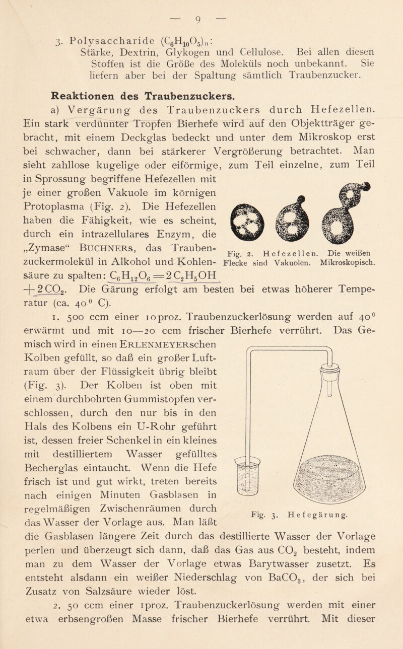 Fig. 2. Hefezellen. Die weißen Flecke sind Vakuolen. Mikroskopisch. 3. Polysaccharide (C6H10O5)n: Stärke, Dextrin, Glykogen und Cellulose. Bei allen diesen Stoffen ist die Größe des Moleküls noch unbekannt. Sie liefern aber bei der Spaltung sämtlich Traubenzucker. Reaktionen des Traubenzuckers. a) Vergärung des Traubenzuckers durch Hefezellen. Ein stark verdünnter Tropfen Bierhefe wird auf den Objektträger ge- bracht, mit einem Deckglas bedeckt und unter dem Mikroskop erst bei schwacher, dann bei stärkerer Vergrößerung betrachtet. Man sieht zahllose kugelige oder eiförmige, zum Teil einzelne, zum Teil in Sprossung begriffene Hefezellen mit je einer großen Vakuole im körnigen Protoplasma (Fig. 2). Die Hefezellen haben die Fähigkeit, wie es scheint, durch ein intrazellulares Enzym, die „Zymase“ Büchners, das Trauben- zuckermolekül in Alkohol und Kohlen- säure zu spalten: C6H1206 =2C2H5OH -j- 2 C02. Die Gärung erfolgt am besten bei etwas höherer Tempe- ratur (ca. 400 C). 1. 500 ccm einer ioproz. Traubenzuckerlösung werden auf 400 erwärmt und mit 10—20 ccm frischer Bierhefe verrührt. Das Ge- mischwird in einen ERLENMEYERschen Kolben gefüllt, so daß ein großer Luft- raum über der Flüssigkeit übrig bleibt (Fig. 3). Der Kolben ist oben mit einem durchbohrten Gummistopfen ver- schlossen, durch den nur bis in den Hals des Kolbens ein U-Rohr geführt ist, dessen freier Schenkel in ein kleines mit destilliertem Wasser gefülltes Becherglas eintaucht. Wenn die Hefe frisch ist und gut wirkt, treten bereits nach einigen Minuten Gasblasen in regelmäßigen Zwischenräumen durch das Wasser der Vorlage aus. Man läßt die Gasblasen längere Zeit durch das destillierte Wasser der Vorlage perlen und überzeugt sich dann, daß das Gas aus C02 besteht, indem man zu dem Wasser der Vorlage etwas Barytwasser zusetzt. Es entsteht alsdann ein weißer Niederschlag von BaCOs, der sich bei Zusatz von Salzsäure wieder löst. 2. 50 ccm einer iproz. Traubenzuckerlösung werden mit einer etwa erbsengroßen Masse frischer Bierhefe verrührt. Mit dieser