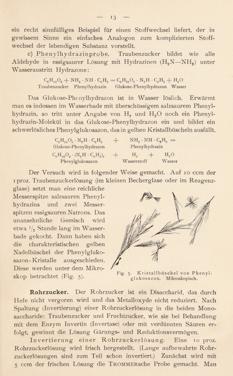 ein recht sinnfälliges Beispiel für einen Stoffwechsel liefert, der in gewissem Sinne ein einfaches Analogon zum komplizierten Stoff- wechsel der lebendigen Substanz vorstellt. c) Phenylhydrazinprobe. Traubenzucker bildet wie alle Aldehyde in essigsaurer Lösung mit Hydrazinen (H2N—NH2) unter Wasseraustritt Hydrazone: C6H]206 + NH2 • NH . C6H5 = C6H1205 • N2H • C6H5 + H20 Traubenzucker Phenylhydrazin Glukose-Phenylhydrazon Wasser Das Glukose-Phenylhydrazon ist in Wasser löslich. Erwärmt man es indessen im Wasserbade mit überschüssigem salzsaurem Phenyl- hydrazin, so tritt unter Angabe von H2 und H20 noch ein Phenyl- hydrazin-Molekül in das Glukose-Phenylhydrazon ein und bildet ein schwerlösliches Phenylglukosazon, das in gelben Kristallbüscheln ausfällt. c6h12o5 . n2h • c6h5 + NH2 • NH • C6H5 = Glukose-Phenylhydrazon Phenylhydrazin c6h10o4 • (n2h • c„h5)2 + h2 + h2o Phenylglukosazon Wasserstoff Wasser Der Versuch wird in folgender Weise gemacht. Auf io ccm der i proz. Traubenzuckerlösung (im kleinen Becherglase oder im Reagenz- glase) setzt man eine reichliche Messerspitze salzsauren Phenyl- hydrazins und zwei Messer- spitzen essigsauren Natrons. Das unansehnliche Gemisch wird etwa V2 Stunde lang im Wasser- bade gekocht. Dann haben sich die charakteristischen gelben Nadelbüschel der Phenylgluko- sazon-Kristalle ausgeschieden. Diese werden unter dem Mikro- skop betrachtet (Fig. 5). Fig. 5. Kristallbüschel von Phenyl- glukosazon. Mikroskopisch. Rohrzucker. Der Rohrzucker ist ein Disaccharid, das durch Hefe nicht vergoren wird und das Metalloxyde nicht reduziert. Nach Spaltung (Invertierung) einer Rohrzuckerlösung in die beiden Mono- saccharide: Traubenzucker und Fruchtzucker, wie sie bei Behandlung mit dem Enzym Invertin (Invertase) oder mit verdünnten Säuren er- folgt, gewinnt die Lösung Gärungs- und Reduktionsvermögen. Invertierung einer Rohrzuckerlösung. Eine 10 proz. Rohrzuckerlösung wird frisch hergestellt. (Lange aufbewahrte Rohr- zuckerlösungen sind zum Teil schon invertiert.) Zunächst wird mit 5 ccm der frischen Lösung die TROMMERsche Probe gemacht. Man