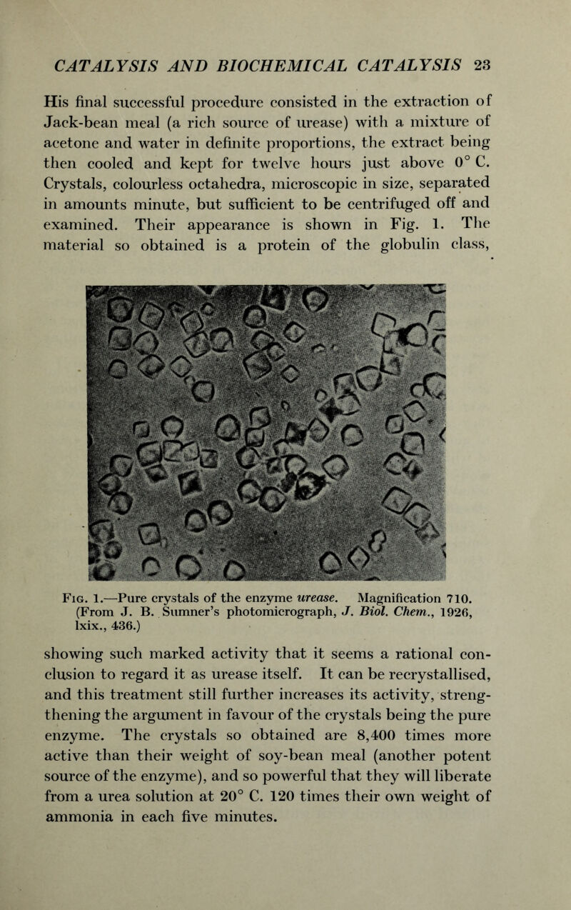 His final successful procedure consisted in the extraction of Jack-bean meal (a rich source of urease) with a mixture of acetone and water in definite proportions, the extract being then cooled and kept for twelve hours just above 0° C. Crystals, colourless octahedra, microscopic in size, separated in amounts minute, but sufficient to be centrifuged off and examined. Their appearance is shown in Fig. 1. The material so obtained is a protein of the globulin class, showing such marked activity that it seems a rational con- clusion to regard it as urease itself. It can be recrystallised, and this treatment still further increases its activity, streng- thening the argument in favour of the crystals being the pure enzyme. The crystals so obtained are 8,400 times more active than their weight of soy-bean meal (another potent source of the enzyme), and so powerful that they will liberate from a urea solution at 20° C. 120 times their own weight of ammonia in each five minutes. Fig. 1.—Pure crystals of the enzyme urease. Magnification 710. (From J. B. Sumner’s photomicrograph, J. Biol. Chem., 1926, Ixix., 436.)