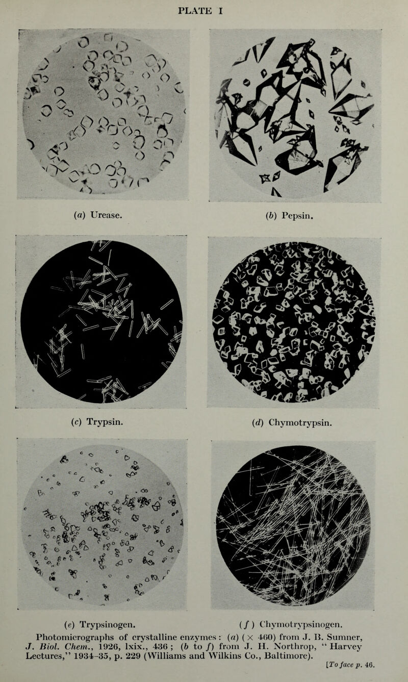 PLATE I O n \ c'o o y ,9 poi ' V)v11 °ot>? \V 0 <> 1 'A V^. ' r\ O o o V'c-Q ■ ,:0' >OOa ^ «o' 0 0 do X ,0 o '<>>^0 On ^■,.-0/0 (a) Urease. (6) Pepsin. (c) Trypsin. (d) Chymotrypsin. (e) Trypsinogen. (/) Chymotrypsinogen. Photomicrographs of crystalline enzymes : (a) ( X 460) from J. 11. Sumner, J. Biol. Chent., 1926, lxix., 436 ; (6 to /) from J. H. Northrop, “ Harvey Lectures,” 1934-35, p. 229 (Williams and Wilkins Co., Baltimore). [To face p. 46.