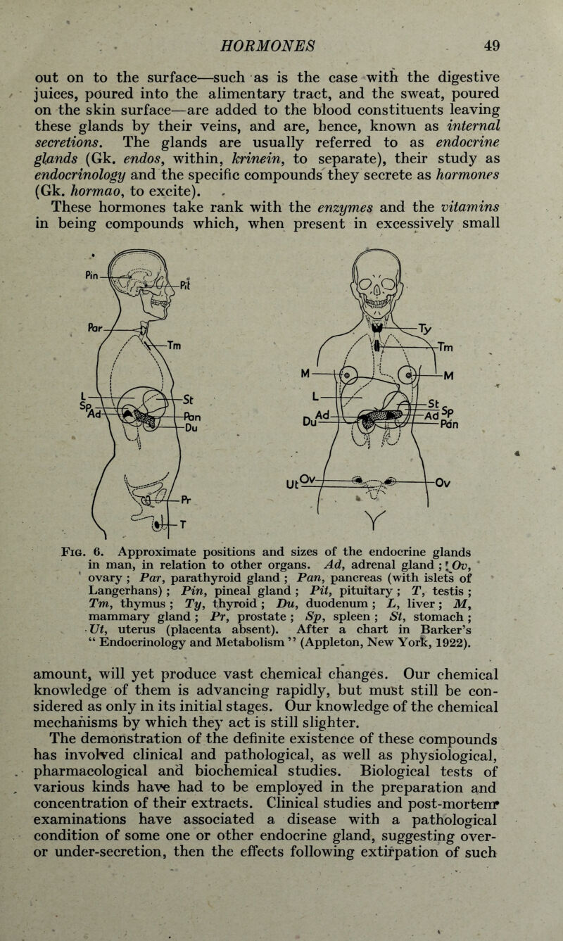 out on to the surface—such as is the case with the digestive juices, poured into the alimentary tract, and the sweat, poured on the skin surface—are added to the blood constituents leaving these glands by their veins, and are, hence, known as internal secretions. The glands are usually referred to as endocrine glands (Gk. endos, within, krinein, to separate), their study as endocrinology and the specific compounds they secrete as hormones (Gk. hormao, to excite). These hormones take rank with the enzymes and the vitamins in being compounds which, when present in excessively small Fig. 6. Approximate positions and sizes of the endocrine glands in man, in relation to other organs. Ad, adrenal gland ; \Ov, ovary ; Par, parathyroid gland ; Pan, pancreas (with islets of Langerhans) ; Pin, pineal gland ; Pit, pituitary ; T, testis ; Tm, thymus ; Ty, thyroid ; Du, duodenum ; L, liver ; M, mammary gland ; Pr, prostate ; Sp, spleen ; St, stomach ; Ut, uterus (placenta absent). After a chart in Barker’s “ Endocrinology and Metabolism ” (Appleton, New York, 1922). amount, will yet produce vast chemical changes. Our chemical knowledge of them is advancing rapidly, but must still be con- sidered as only in its initial stages. Our knowledge of the chemical mechanisms by which they act is still slighter. The demonstration of the definite existence of these compounds has involved clinical and pathological, as well as physiological, pharmacological and biochemical studies. Biological tests of various kinds have had to be employed in the preparation and concentration of their extracts. Clinical studies and post-mortem* examinations have associated a disease with a pathological condition of some one or other endocrine gland, suggesting over- or under-secretion, then the effects following extirpation of such