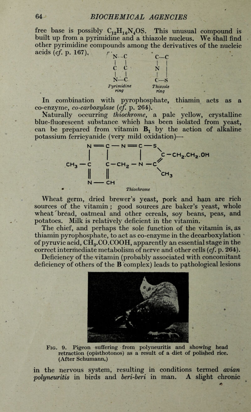 free base is possibly C12H16N4OS. This unusual compound is built up from a pyrimidine and a thiazole nucleus. We shall find other pyrimidine compounds among the derivatives of the nucleic acids (cf. p. 167), r N—C i i c—c 1 1 - 1 1 c c 1 1 1 1 N j 1 1 . 1 N—C. I I’ c—s Pyrimidine Thiazole . ring ring In combination with pyrophosphate, thiamin acts as a co-enzyme, co-carboxylase (cf. p. 264). Naturally occurring thiochrome, a pale yellow, crystalline blue-fluorescent substance which has been isolated from yeast, can be prepared from vitamin Bx by the action of alkaline potassium ferricyanide (very mild oxidation)— N = c — N = c — I | | c-ch2.ch2.oh CH-, — C C — CHp — N —c' II II N CH • • Thiochrome Wheat germ, dried brewer’s yeast, pork and ham are rich sources of the vitamin ; good sources are baker’s yeast, whole wheat 'br6ad, oatmeal and other cereals, soy beans, peas, and potatoes. Milk is relatively deficient in the vitamin. The chief, and perhaps the sole function of the vitamin is, as thiamin pyrophosphate, to act as co-enzyme in the decarboxylation of pyruvic acid, CH3.CO.COOH, apparently an essential stage in the correct intermediate metabolism of nerve and other cells (cf. p. 264). Deficiency of the vitamin (probably associated with concomitant deficiency of others of the B complex) leads to pathological lesions Fig. 9. Pigeon suffering from polyneuritis and showing head retraction (opisthotonos) as a result of a diet of polished rice. (After Schumann,) in the nervous system, resulting in conditions termed avian ;polyneuritis in birds and beri-beri in man. A slight chronic