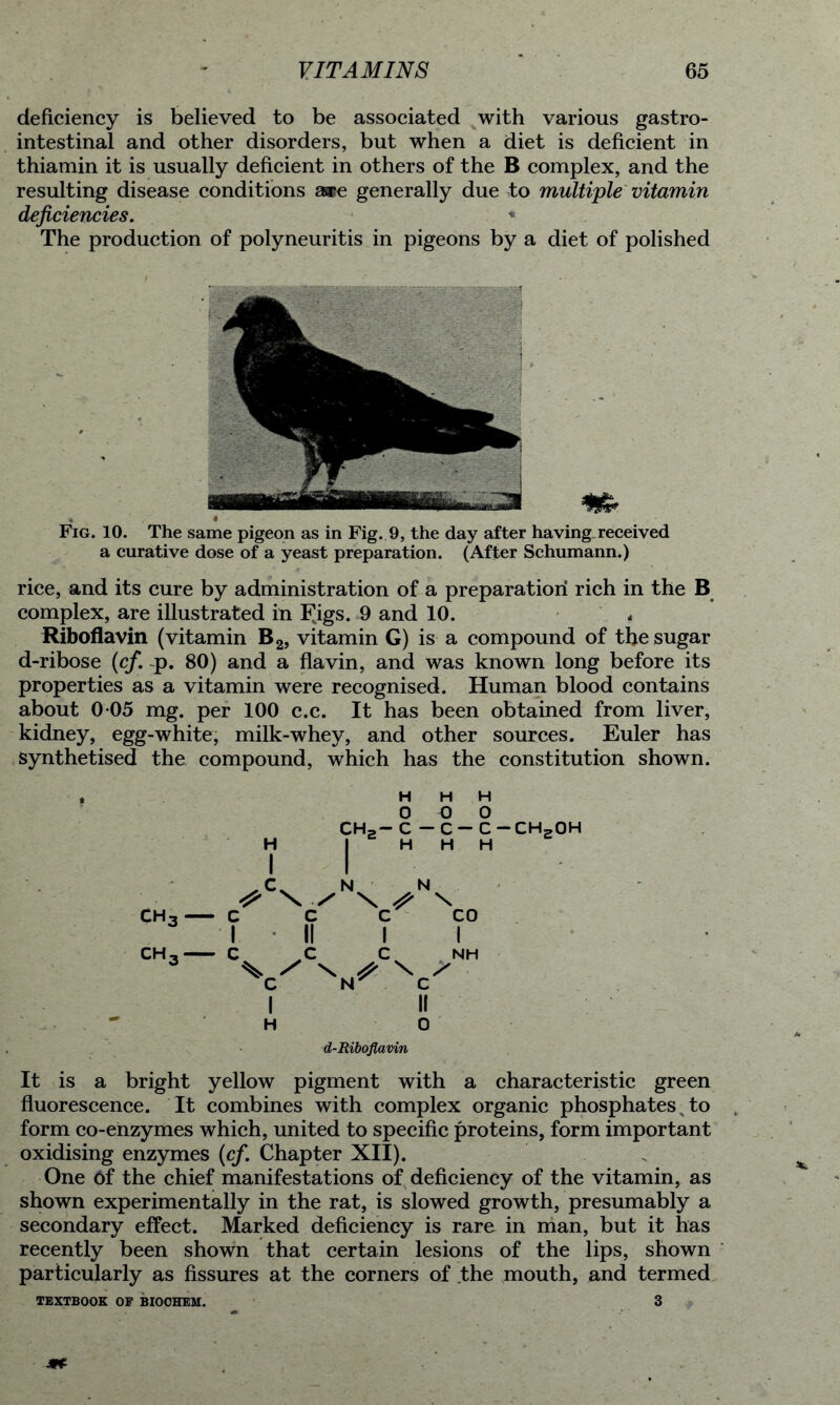 deficiency is believed to be associated with various gastro- intestinal and other disorders, but when a diet is deficient in thiamin it is usually deficient in others of the B complex, and the resulting disease conditions are generally due to multiple vitamin deficiencies. * The production of polyneuritis in pigeons by a diet of polished 4.4 Fig. 10. The same pigeon as in Fig. 9, the day after having received a curative dose of a yeast preparation. (After Schumann.) rice, and its cure by administration of a preparation rich in the B complex, are illustrated in Fjgs. 9 and 10. « Riboflavin (vitamin B2, vitamin G) is a compound of the sugar d-ribose (cf. ~p. 80) and a flavin, and was known long before its properties as a vitamin were recognised. Human blood contains about 0 05 mg. per 100 c.c. It has been obtained from liver, kidney, egg-white, milk-whey, and other sources. Euler has Synthetised the compound, which has the constitution shown. ch3 CH, C I c H H H O O O ch2— c - c - c-ch2oh 1 H H H 1 N N \ ^ \ c 1 CO 1 1 c 1 NH NT O \ d-Riboflavin It is a bright yellow pigment with a characteristic green fluorescence. It combines with complex organic phosphates ^ to form co-enzymes which, united to specific proteins, form important oxidising enzymes (cf. Chapter XII). One Of the chief manifestations of deficiency of the vitamin, as shown experimentally in the rat, is slowed growth, presumably a secondary effect. Marked deficiency is rare in man, but it has recently been shown that certain lesions of the lips, shown particularly as fissures at the corners of the mouth, and termed TEXTBOOK OF BIOCHEM. 3