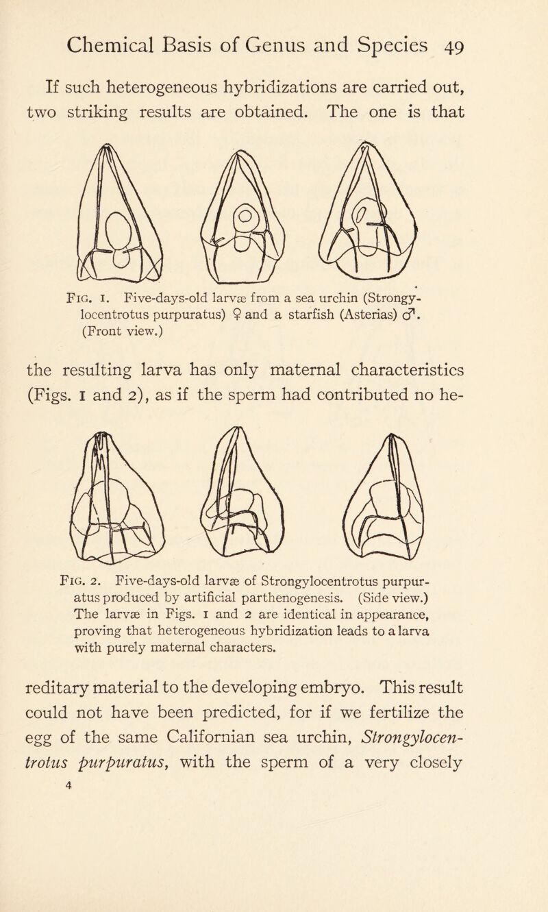 If such heterogeneous hybridizations are carried out, two striking results are obtained. The one is that Fig. 1. Five-days-old larvae from a sea urchin (Strongy- locentrotus purpuratus) 9 and a starfish (Asterias) <d. (Front view.) the resulting larva has only maternal characteristics (Figs. I and 2), as if the sperm had contributed no he- Fxg. 2. Five-days-old larvae of Strongylocentrotus purpur- atus produced by artificial parthenogenesis. (Side view.) The larvae in Figs. 1 and 2 are identical in appearance, proving that heterogeneous hybridization leads to a larva with purely maternal characters. reditary material to the developing embryo. This result could not have been predicted, for if we fertilize the egg of the same Californian sea urchin, Strongylocen- trotus purpuratus, with the sperm of a very closely 4