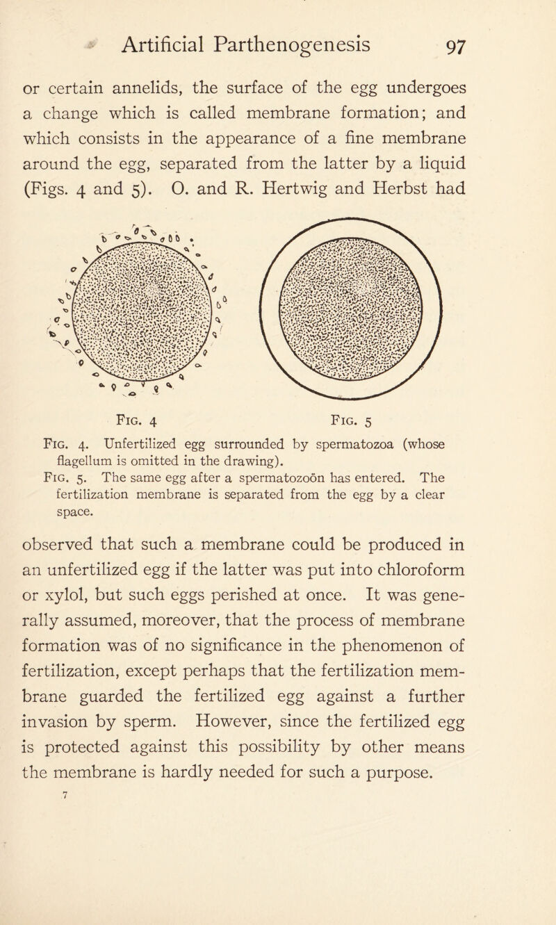 or certain annelids, the surface of the egg undergoes a change which is called membrane formation; and which consists in the appearance of a fine membrane around the egg, separated from the latter by a liquid (Figs. 4 and 5). O. and R. Hertwig and Herbst had Fig. 4. Unfertilized egg surrounded by spermatozoa (whose flagellum is omitted in the drawing). Fig. 5. The same egg after a spermatozoon has entered. The fertilization membrane is separated from the egg by a clear space. observed that such a membrane could be produced in an unfertilized egg if the latter was put into chloroform or xylol, but such eggs perished at once. It was gene- rally assumed, moreover, that the process of membrane formation was of no significance in the phenomenon of fertilization, except perhaps that the fertilization mem- brane guarded the fertilized egg against a further invasion by sperm. However, since the fertilized egg is protected against this possibility by other means the membrane is hardly needed for such a purpose. 7