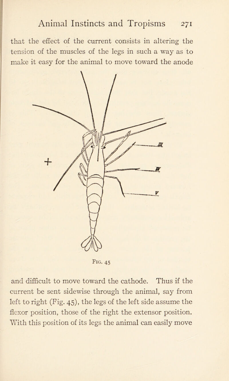 that the effect of the current consists in altering the tension of the muscles of the legs in such a way as to make it easy for the animal to move toward the anode and difficult to move toward the cathode. Thus if the current be sent sidewise through the animal, say from left to right (Fig. 45), the legs of the left side assume the flexor position, those of the right the extensor position. With this position of its legs the animal can easily move