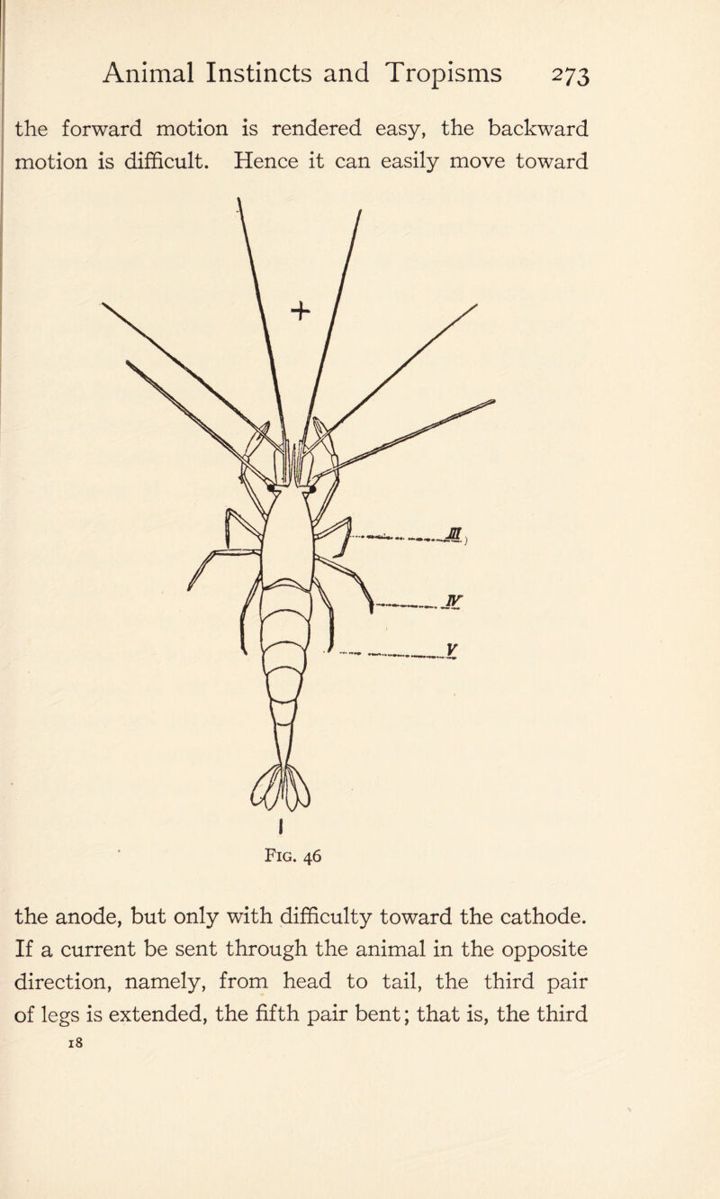 the forward motion is rendered easy, the backward motion is difficult. Hence it can easily move toward Fig. 46 the anode, but only with difficulty toward the cathode. If a current be sent through the animal in the opposite direction, namely, from head to tail, the third pair of legs is extended, the fifth pair bent; that is, the third 18