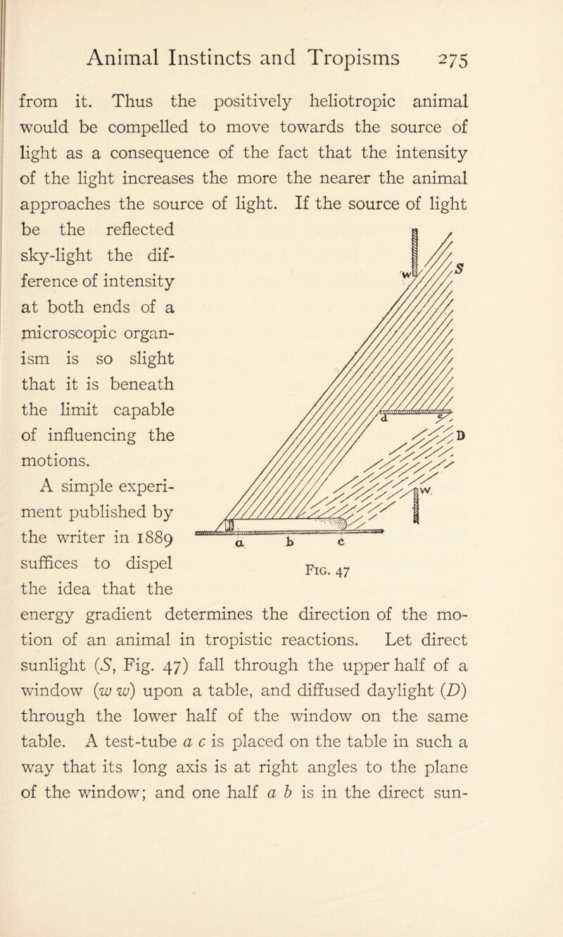 from it. Thus the positively heliotropic animal would be compelled to move towards the source of light as a consequence of the fact that the intensity of the light increases the more the nearer the animal approaches the source of light. If the source of light be the reflected sky-light the dif- ference of intensity at both ends of a microscopic organ- ism is so slight that it is beneath the limit capable of influencing the motions. A simple experi- ment published by the writer in 1889 suffices to dispel the idea that the energy gradient determines the direction of the mo- tion of an animal in tropistic reactions. Let direct sunlight (5, Fig. 47) fall through the upper half of a window (w w) upon a table, and diffused daylight (D) through the lower half of the window on the same table. A test-tube a c is placed on the table in such a way that its long axis is at right angles to the plane of the window; and one half a b is in the direct sun- Fig. 47