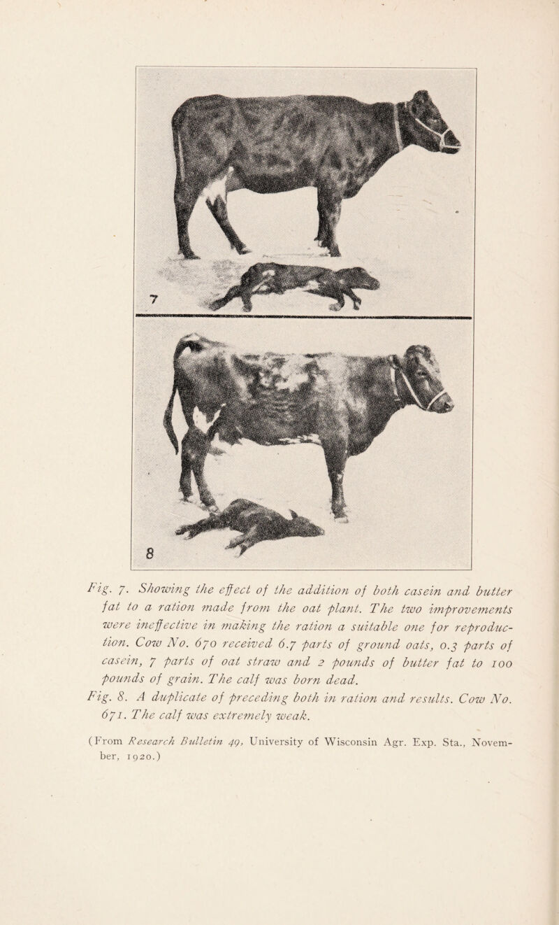 Fig. g. Showing the effect of the addition of both casein and butter fat to a ratio71 made from the oat plant. The two improvements were ineffective in making the ration a suitable one for reproduc- tion. Cow No. 6go received 6.g parts of ground oats, 0.3 parts of casein, 7 parts of oat straw and 2 pou?ids of butter fat to 100 pounds of grain. The calf was born dead. Fig. 8. A duplicate of preceding both in ration and results. Cow No. 6gi. The calf was extremely weak. (From Research Bulletin 4Q, University of Wisconsin Agr. Exp. Sta., Novem¬