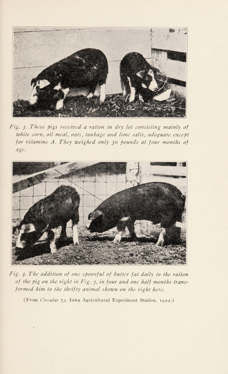 Fig. g. These pigs received a ration in dry lot consisting mainly of white corn, oil meal, oats, tankage and lime salts, adequate except for vitamine A. They weighed only go pounds at four months of age. Fig. 4. The addition of one spoonful of butter fat daily to the ration of the pig on the right in Fig. 3, in four and one half months trans¬ formed him to the thrifty animal shown on the right here. (From Circular 73, Iowa Agricultural Experiment Station, 1922.)