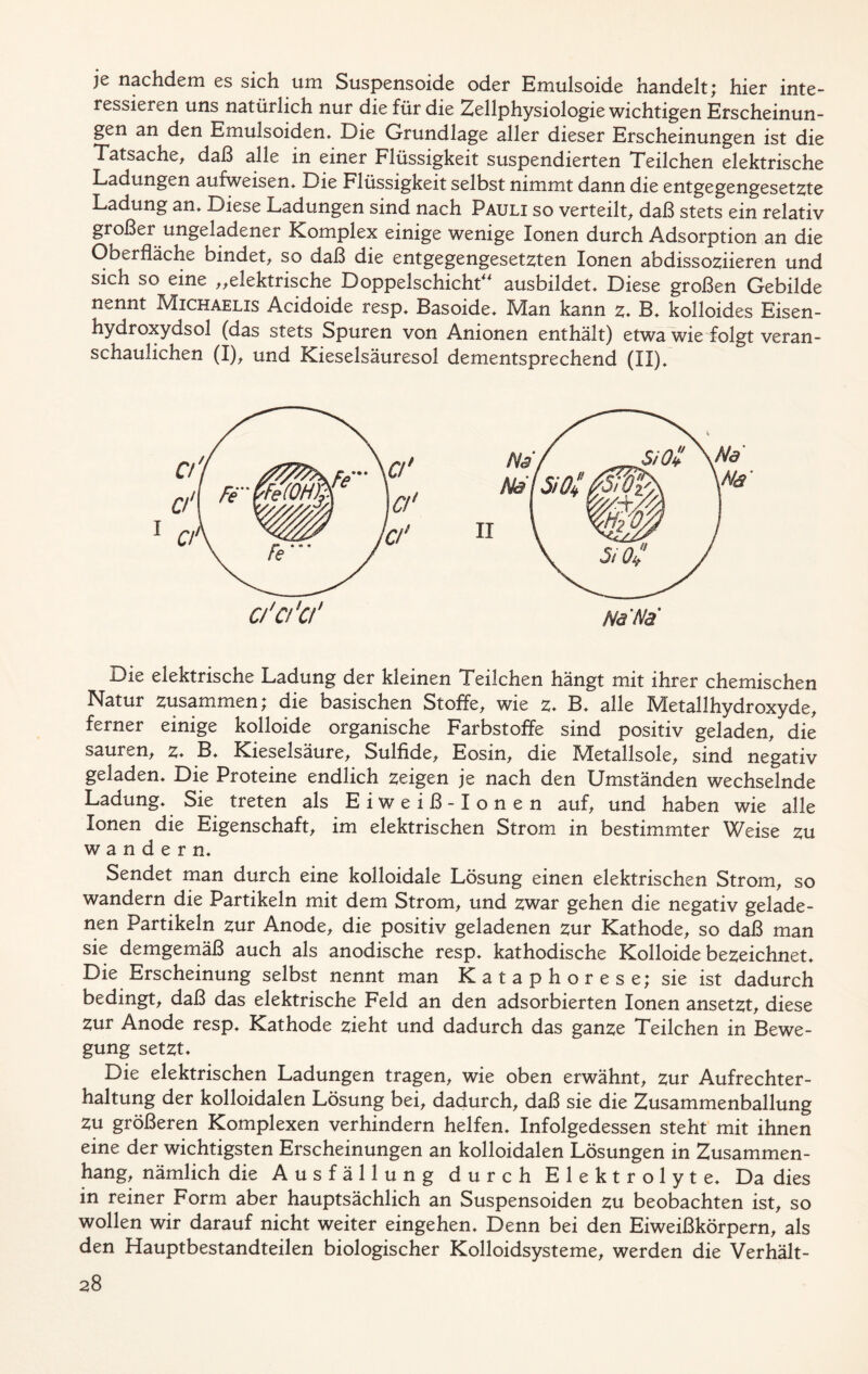 je nachdem es sich um Suspensoide oder Emulsoide handelt ; hier inte- ressieren uns natürlich nur die für die Zellphysiologie wichtigen Erscheinun- gen an den Emulsoidem Die Grundlage aller dieser Erscheinungen ist die Tatsache, daß alle in einer Flüssigkeit suspendierten Teilchen elektrische Ladungen aufweisen* Die Flüssigkeit selbst nimmt dann die entgegengesetzte Ladung an* Diese Ladungen sind nach Pauli so verteilt, daß stets ein relativ großer ungeladener Komplex einige wenige Ionen durch Adsorption an die Oberfläche oindet, so daß die entgegengesetzten Ionen abdissoziieren und sich so eine „elektrische Doppelschicht“ ausbildet* Diese großen Gebilde nennt Michaelis Acidoide resp* Basoide* Man kann z- B* kolloides Eisen- hydroxydsol (das stets Spuren von Anionen enthält) etwa wie folgt veran- schaulichen (I), und Kieselsäuresol dementsprechend (II)* Die elektrische Ladung der kleinen Teilchen hängt mit ihrer chemischen Natur zusammen; die basischen Stoffe, wie z* B* alle Metallhydroxyde, ferner einige kolloide organische Farbstoffe sind positiv geladen, die sauren, z♦ B* Kieselsäure, Sulfide, Eosin, die IVTetallsole, sind negativ geladen* Die Proteine endlich zeigen je nach den Umständen wechselnde Ladung* Sie treten als Eiweiß-Ionen auf, und haben wie alle Ionen die Eigenschaft, im elektrischen Strom in bestimmter Weise zu wandern* Sendet man durch eine kolloidale Lösung einen elektrischen Strom, so wandern die Partikeln mit dem Strom, und zwar gehen die negativ gelade- nen Partikeln zur Anode, die positiv geladenen zur Kathode, so daß man sie demgemäß auch als anodische resp* kathodische Kolloide bezeichnet* Die Erscheinung selbst nennt man Kataphorese; sie ist dadurch bedingt, daß das elektrische Feld an den adsorbierten Ionen ansetzt, diese zur Anode resp* Kathode zieht und dadurch das ganze Teilchen in Bewe- gung setzt* Die elektrischen Ladungen tragen, wie oben erwähnt, zur Aufrechter- haltung der kolloidalen Lösung bei, dadurch, daß sie die Zusammenballung zu größeren Komplexen verhindern helfen* Infolgedessen steht mit ihnen eine der wichtigsten Erscheinungen an kolloidalen Lösungen in Zusammen- hang, nämlich die Ausfällung durch Elektrolyt e* Da dies in reiner Form aber hauptsächlich an Suspensoiden zu beobachten ist, so wollen wir darauf nicht weiter eingehen* Denn bei den Eiweißkörpern, als den Hauptbestandteilen biologischer Kolloidsysteme, werden die Verhält-
