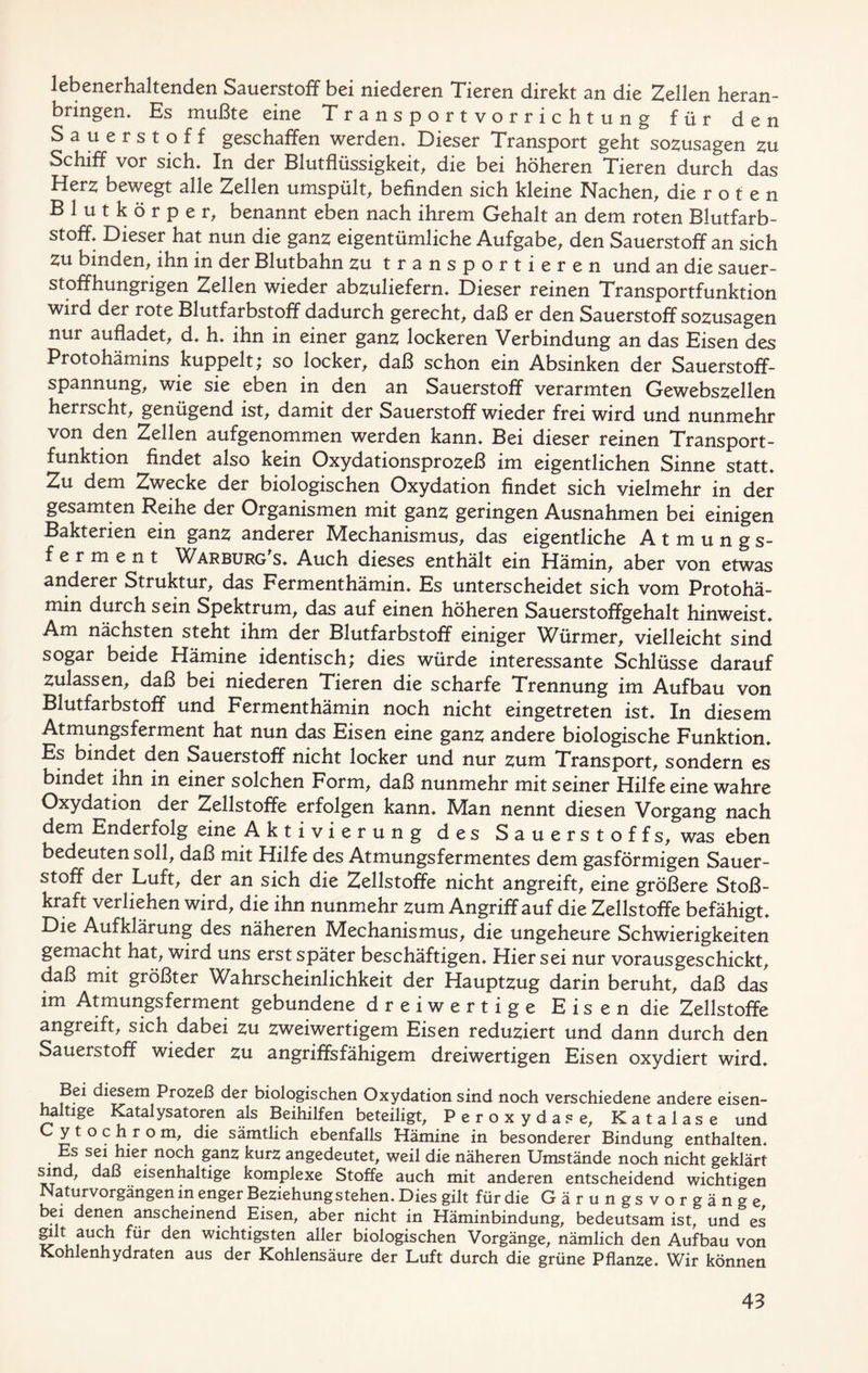 lebenerhaltenden Sauerstoff bei niederen Tieren direkt an die Zellen heran- bringen, Es mußte eine Transportvorrichtung für den Sauerstoff geschaffen werden. Dieser Transport geht sozusagen zu Schiff vor sich. In der Blutflüssigkeit, die bei höheren Tieren durch das Herz bewegt alle Zellen umspült, befinden sich kleine Nachen, die r o t e n Blutkörper, benannt eben nach ihrem Gehalt an dem roten Blutfarb- stoff, Dieser hat nun die ganz eigentümliche Aufgabe, den Sauerstoffan sich Zu binden, ihn in der Blutbahn zu transportieren und an die sauer- stoffhungrigen Zellen wieder abzuliefern. Dieser reinen Transportfunktion wird der rote Blutfarbstoff dadurch gerecht, daß er den Sauerstoff sozusagen nur aufladet, d, h, ihn in einer ganz lockeren Verbindung an das Eisen des Protohämins kuppelt; so locker, daß schon ein Absinken der Sauerstoff- spannung, wie sie eben in den an Sauerstoff verarmten Gewebszellen herrscht, genügend ist, damit der Sauerstoff wieder frei wird und nunmehr von den Zellen aufgenommen werden kann. Bei dieser reinen Transport- funktion findet also kein Oxydationsprozeß im eigentlichen Sinne statt. Zu dem Zwecke der biologischen Oxydation findet sich vielmehr in der gesamten Reihe der Organismen mit ganz geringen Ausnahmen bei einigen Bakterien ein ganz anderer Mechanismus, das eigentliche Atmungs- ferment War bürg's. Auch dieses enthält ein Hämin, aber von etwas anderer Struktur, das Fermenthämin, Es unterscheidet sich vom Protohä- min durch sein Spektrum, das auf einen höheren Sauerstoffgehalt hinweist. Am nächsten steht ihm der Blutfarbstoff einiger Würmer, vielleicht sind sogar beide Hämine identisch; dies würde interessante Schlüsse darauf Zulassen, daß bei niederen Tieren die scharfe Trennung im Aufbau von Blutfarbstoff und Fermenthämin noch nicht eingetreten ist. In diesem Atmungsferment hat nun das Eisen eine ganz andere biologische Funktion, Es bindet den Sauerstoff nicht locker und nur zum Transport, sondern es bindet ihn in einer solchen Form, daß nunmehr mit seiner Hilfe eine wahre Oxydation der Zellstoffe erfolgen kann. Man nennt diesen Vorgang nach dem Enderfolg eine Aktivierung des Sauerstoffs, was eben bedeuten soll, daß mit Hilfe des Atmungsfermentes dem gasförmigen Sauer- stoff der Luft, der an sich die Zellstoffe nicht angreift, eine größere Stoß- kraft verliehen wird, die ihn nunmehr zum Angriff auf die Zellstoffe befähigt. Die Aufklärung des näheren Mechanismus, die ungeheure Schwierigkeiten gemacht hat, wird uns erst später beschäftigen. Hier sei nur voraus geschickt, daß mit größter Wahrscheinlichkeit der Hauptzug darin beruht, daß das im Atmungsferment gebundene dreiwertige Eisen die Zellstoffe angreift, sich dabei zu zweiwertigem Eisen reduziert und dann durch den Sauerstoff wieder zu angriffsfähigem dreiwertigen Eisen oxydiert wird. Bei diesem Prozeß der biologischen Oxydation sind noch verschiedene andere eisen- haltige Katalysatoren als Beihilfen beteiligt, Peroxydase, Katalase und Cytochrom, die sämtlich ebenfalls Hämine in besonderer Bindung enthalten. Es sei hier noch ganz kurz angedeutet, weil die näheren Umstände noch nicht geklärt sind, daß eisenhaltige komplexe Stoffe auch mit anderen entscheidend wichtigen Naturvorgängen in enger Beziehung stehen. Dies gilt für die Gärungsvorgänge bei denen anscheinend Eisen, aber nicht in Häminbindung, bedeutsam ist, und es gilt auch für den wichtigsten aller biologischen Vorgänge, nämlich den Aufbau von Kohlenhydraten aus der Kohlensäure der Luft durch die grüne Pflanze. Wir können