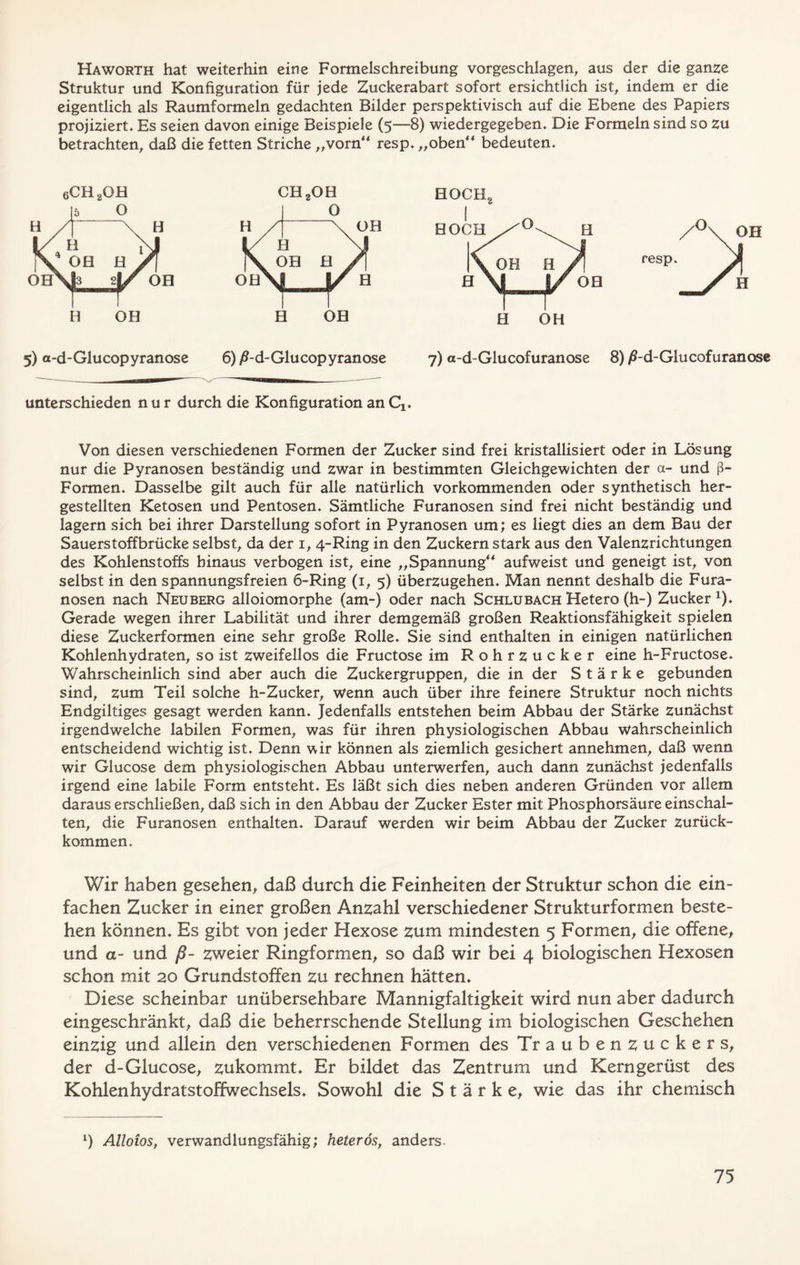 Haworth hat weiterhin eine Formelschreibung vorgeschlagen, aus der die ganze Struktur und Konfiguration für jede Zuckerabart sofort ersichtlich ist, indem er die eigentlich als Raumformeln gedachten Bilder perspektivisch auf die Ebene des Papiers projiziert. Es seien davon einige Beispiele (5—8) wiedergegeben. Die Formeln sind so zu betrachten, daß die fetten Striche „vorn“ resp. „oben“ bedeuten. 5) a-d-Glucopyranose 6)/?-d-Glucopyranose 7) a-d-Glucofuranose 8) /?-d-Glucofuranose unterschieden nur durch die Konfiguration an Ci. Von diesen verschiedenen Formen der Zucker sind frei kristallisiert oder in Lösung nur die Pyranosen beständig und zwar in bestimmten Gleichgewichten der a- und ß- Formen. Dasselbe gilt auch für alle natürlich vorkommenden oder synthetisch her- gestellten Ketosen und Pentosen. Sämtliche Furanosen sind frei nicht beständig und lagern sich bei ihrer Darstellung sofort in Pyranosen um; es liegt dies an dem Bau der Sauerstoffbrücke selbst, da der 1, 4-Ring in den Zuckern stark aus den Valenzrichtungen des Kohlenstoffs hinaus verbogen ist, eine „Spannung“ aufweist und geneigt ist, von selbst in den spannungsfreien 6-Ring (1, 5) überzugehen. Man nennt deshalb die Fura- nosen nach Neuberg alloiomorphe (am-) oder nach Schlubach Hetero (h-) Zucker x). Gerade wegen ihrer Labilität und ihrer demgemäß großen Reaktionsfähigkeit spielen diese Zuckerformen eine sehr große Rolle. Sie sind enthalten in einigen natürlichen Kohlenhydraten, so ist zweifellos die Fructose im Rohrzucker eine h-Fructose. Wahrscheinlich sind aber auch die Zuckergruppen, die in der Stärke gebunden sind, zum Teil solche h-Zucker, wenn auch über ihre feinere Struktur noch nichts Endgiltiges gesagt werden kann. Jedenfalls entstehen beim Abbau der Stärke zunächst irgendwelche labilen Formen, was für ihren physiologischen Abbau wahrscheinlich entscheidend wichtig ist. Denn wir können als ziemlich gesichert annehmen, daß wenn wir Glucose dem physiologischen Abbau unterwerfen, auch dann zunächst jedenfalls irgend eine labile Form entsteht. Es läßt sich dies neben anderen Gründen vor allem daraus erschließen, daß sich in den Abbau der Zucker Ester mit Phosphorsäure einschal- ten, die Furanosen enthalten. Darauf werden wir beim Abbau der Zucker zurück- kommen. Wir haben gesehen, daß durch die Feinheiten der Struktur schon die ein- fachen Zucker in einer großen Anzahl verschiedener Strukturformen beste- hen können. Es gibt von jeder Hexose zum mindesten 5 Formen, die offene, und a- und ß- zweier Ringformen, so daß wir bei 4 biologischen Hexosen schon mit 20 Grundstoffen zu rechnen hätten. Diese scheinbar unübersehbare Mannigfaltigkeit wird nun aber dadurch eingeschränkt, daß die beherrschende Stellung im biologischen Geschehen einzig und allein den verschiedenen Formen des Traubenzuckers, der d-Glucose, zukommt. Er bildet das Zentrum und Kerngerüst des Kohlenhydratstoffwechsels. Sowohl die Stärke, wie das ihr chemisch *) Alloios, verwandlungsfähig; heterös, anders-