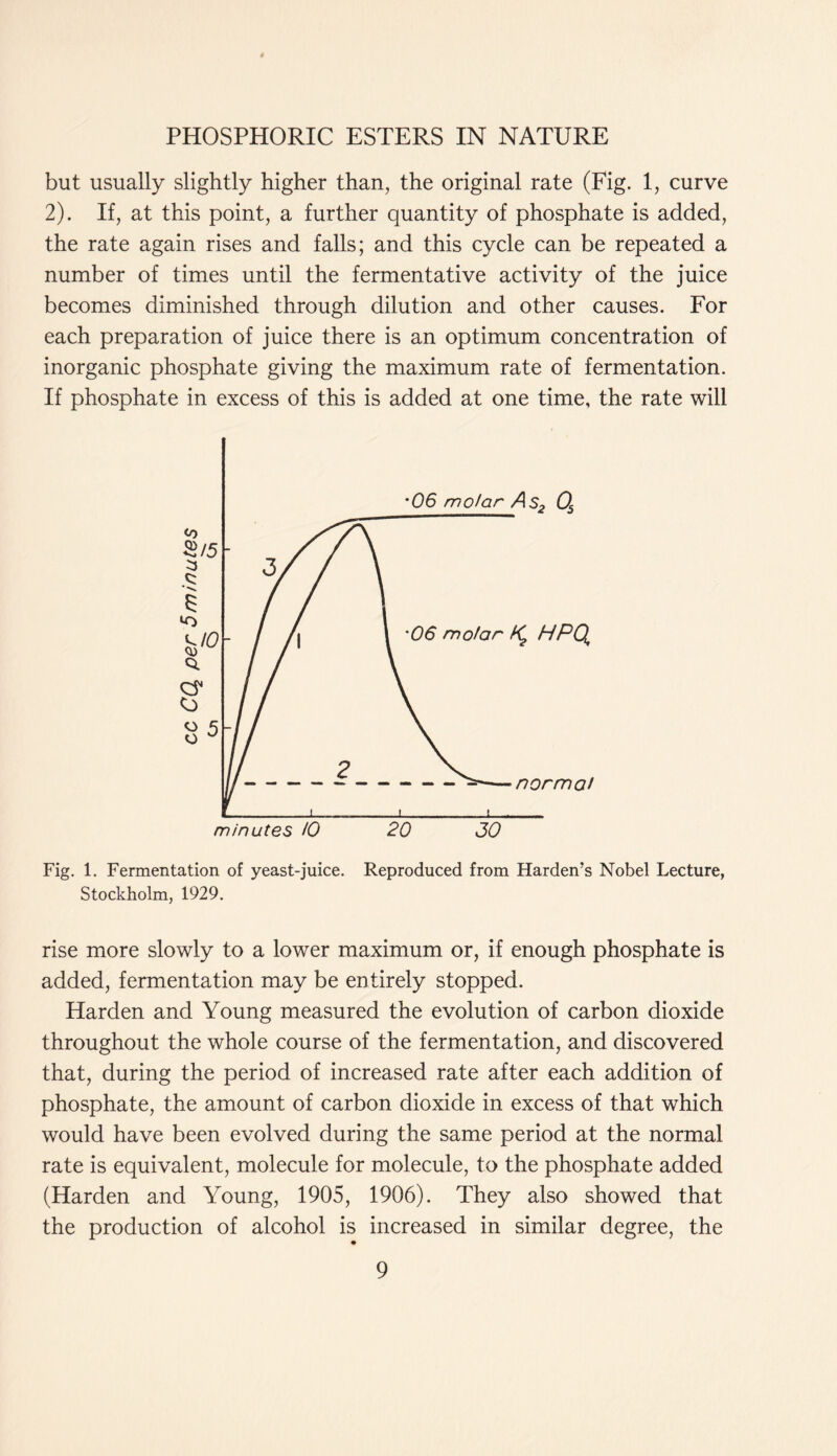 but usually slightly higher than, the original rate (Fig. 1, curve 2). If, at this point, a further quantity of phosphate is added, the rate again rises and falls; and this cycle can be repeated a number of times until the fermentative activity of the juice becomes diminished through dilution and other causes. For each preparation of juice there is an optimum concentration of inorganic phosphate giving the maximum rate of fermentation. If phosphate in excess of this is added at one time, the rate will Fig. 1. Fermentation of yeast-juice. Reproduced from Harden’s Nobel Lecture, Stockholm, 1929. rise more slowly to a lower maximum or, if enough phosphate is added, fermentation may be entirely stopped. Harden and Young measured the evolution of carbon dioxide throughout the whole course of the fermentation, and discovered that, during the period of increased rate after each addition of phosphate, the amount of carbon dioxide in excess of that which would have been evolved during the same period at the normal rate is equivalent, molecule for molecule, to the phosphate added (Harden and Young, 1905, 1906). They also showed that the production of alcohol is increased in similar degree, the
