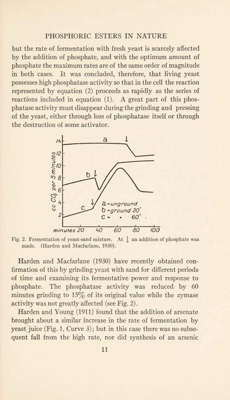 but the rate of fermentation with fresh yeast is scarcely affected by the addition of phosphate, and with the optimum amount of phosphate the maximum rates are of the same order of magnitude in both cases. It was concluded, therefore, that living yeast possesses high phosphatase activity so that in the cell the reaction represented by equation (2) proceeds as rapidly as the series of reactions included in equation (1). A great part of this phos- phatase activity must disappear during the grinding and pressing of the yeast, either through loss of phosphatase itself or through the destruction of some activator. Fig. 2. Fermentation of yeast-sand mixture. At j, an addition of phosphate was made. (Harden and Macfarlane, 1930). Harden and Macfarlane (1930) have recently obtained con- firmation of this by grinding yeast with sand for different periods of time and examining its fermentative power and response to phosphate. The phosphatase activity was reduced by 60 minutes grinding to 15% of its original value while the zymase activity was not greatly affected (see Fig. 2). Harden and Young (1911) found that the addition of arsenate brought about a similar increase in the rate of fermentation by yeast juice (Fig. 1, Curve 3); but in this case there was no subse- quent fall from the high rate, nor did synthesis of an arsenic