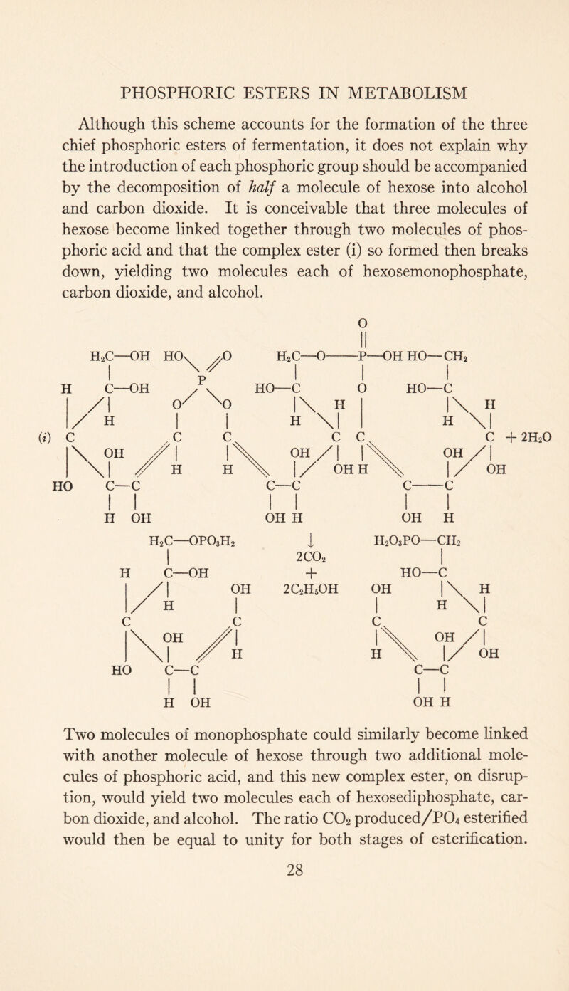 Although this scheme accounts for the formation of the three chief phosphoric esters of fermentation, it does not explain why the introduction of each phosphoric group should be accompanied by the decomposition of half a molecule of hexose into alcohol and carbon dioxide. It is conceivable that three molecules of hexose become linked together through two molecules of phos- phoric acid and that the complex ester (i) so formed then breaks down, yielding two molecules each of hexosemonophosphate, carbon dioxide, and alcohol. H2C—OH HO\ V / \ H C—OH /I / H O C ! H 0 1 c I H H OH H2C—opo3h2 H C—OH A \ OH \l HO C—C H.C—O- HO—C 0 t\ H H \| c c OH /| | 1/ OH H C—C O II -P—OH HO- OP OH C I H HO—C l\ H H \| C +2H2O OH /| 1/ OH c c OH H 1 2C02 4* 2C2H5OH OH H H203P0—ch2 H OH Two molecules of monophosphate could similarly become linked with another molecule of hexose through two additional mole- cules of phosphoric acid, and this new complex ester, on disrup- tion, would yield two molecules each of hexosediphosphate, car- bon dioxide, and alcohol. The ratio C02 produced/PCh esterified would then be equal to unity for both stages of esterification.