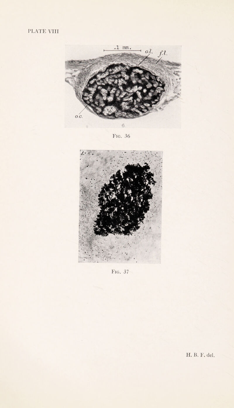 6. Fig. 36 Fig. 37